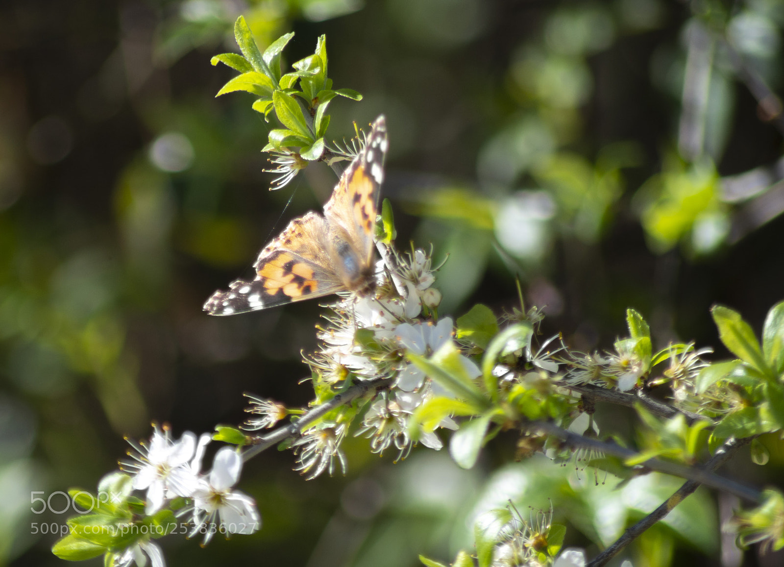 Pentax K-30 sample photo. Farfalla photography