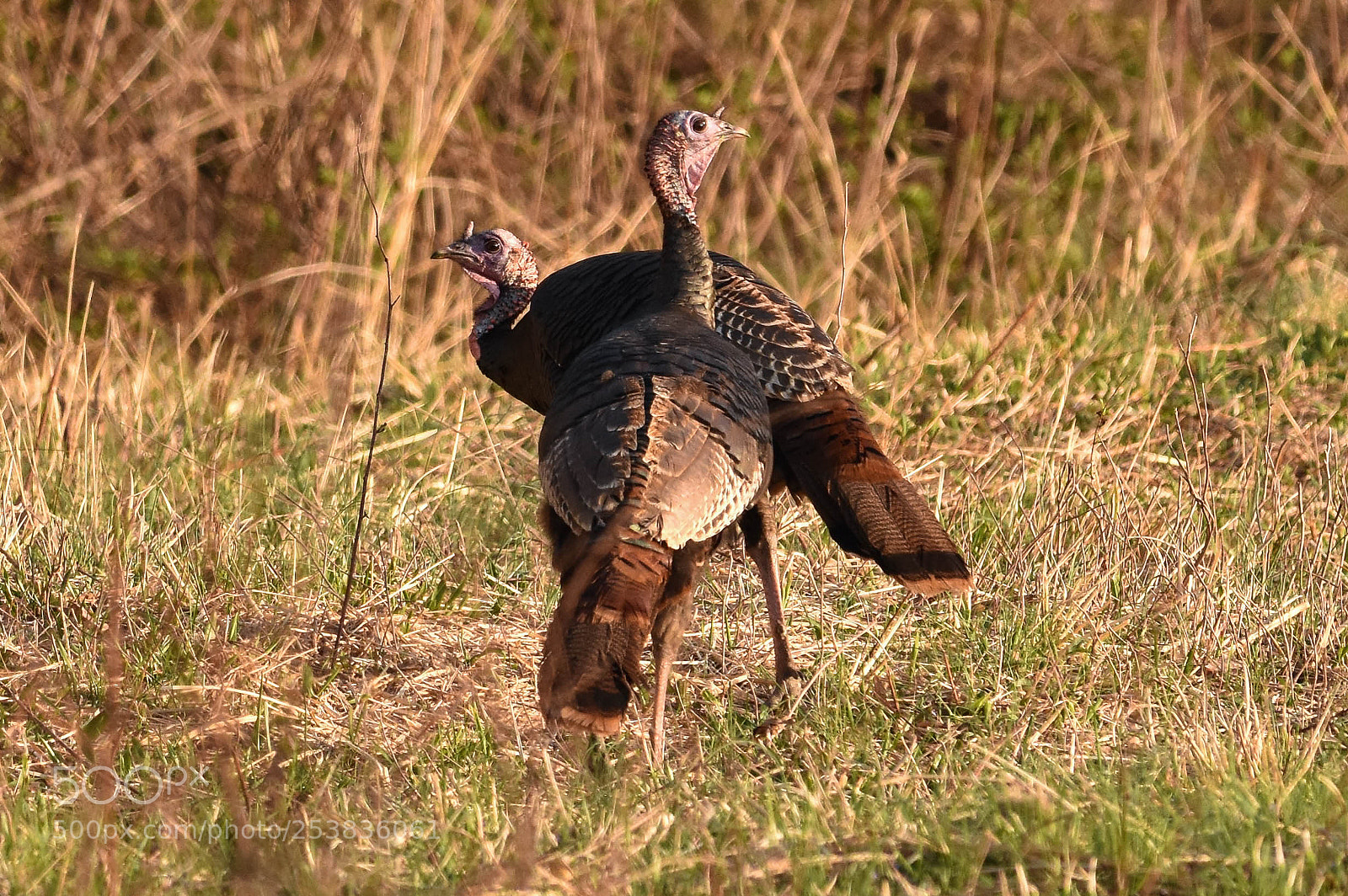 Nikon D3400 sample photo. Wild turkeys photography