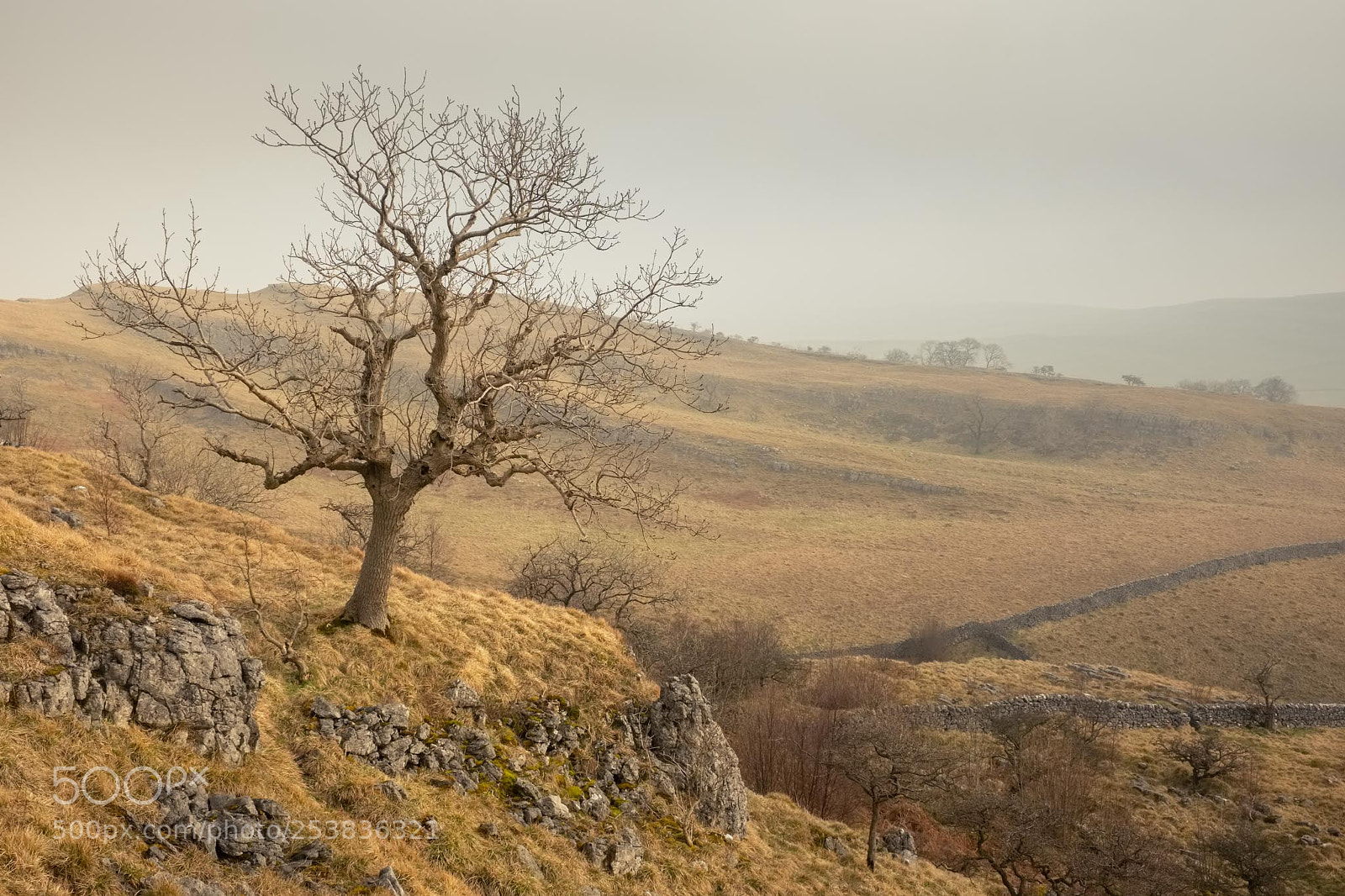 Fujifilm X-T1 sample photo. Tree on scar near photography