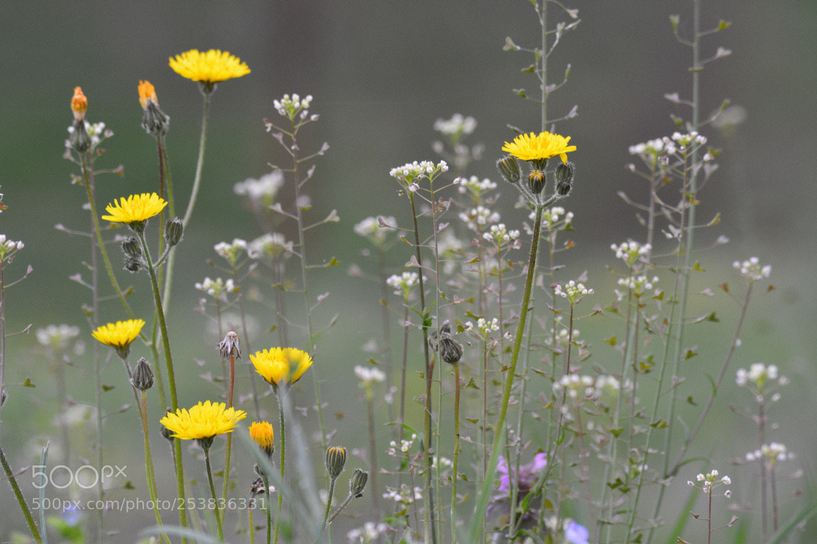 Nikon D5200 sample photo. Ordinary beauties photography