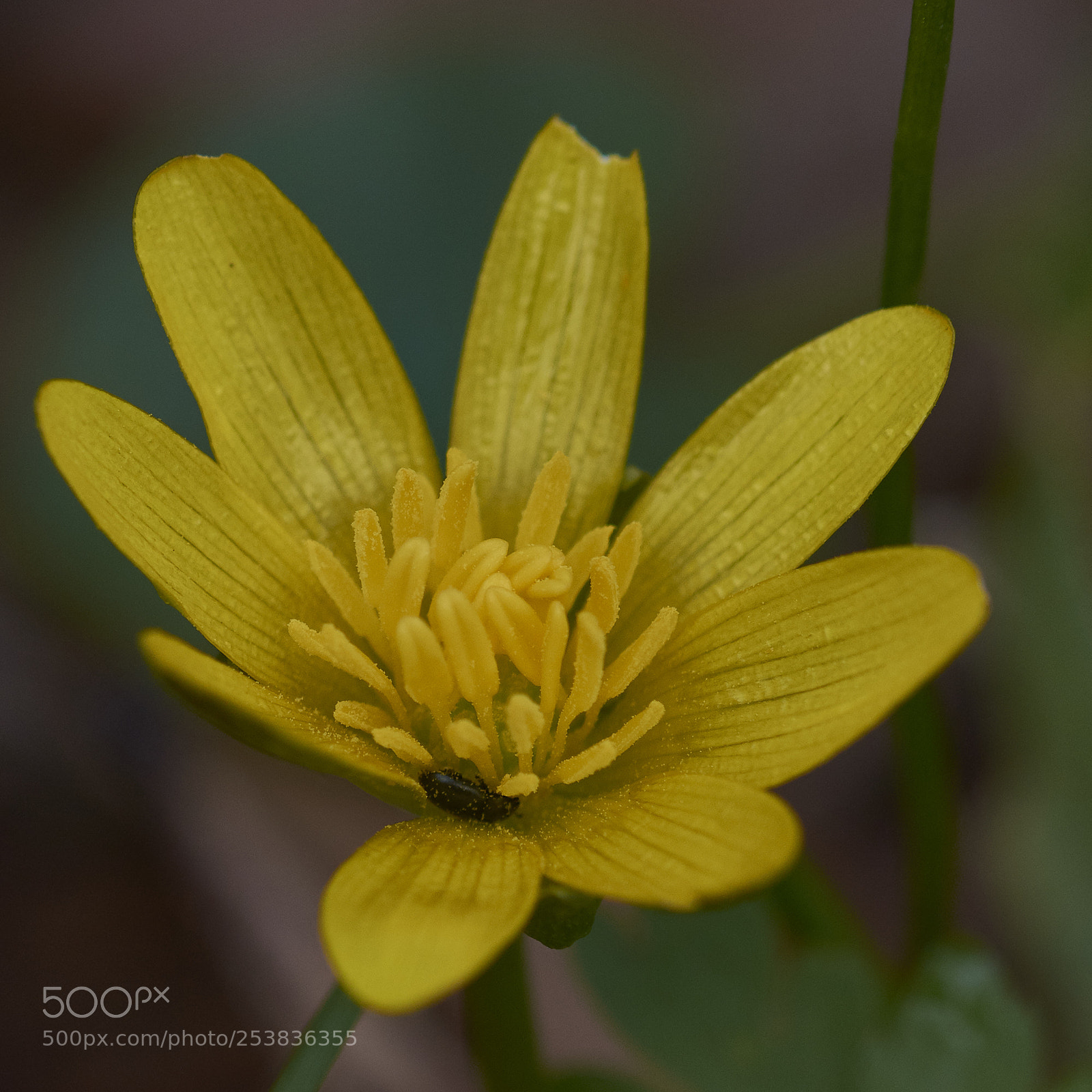 Nikon D7200 sample photo. Lesser celandine photography