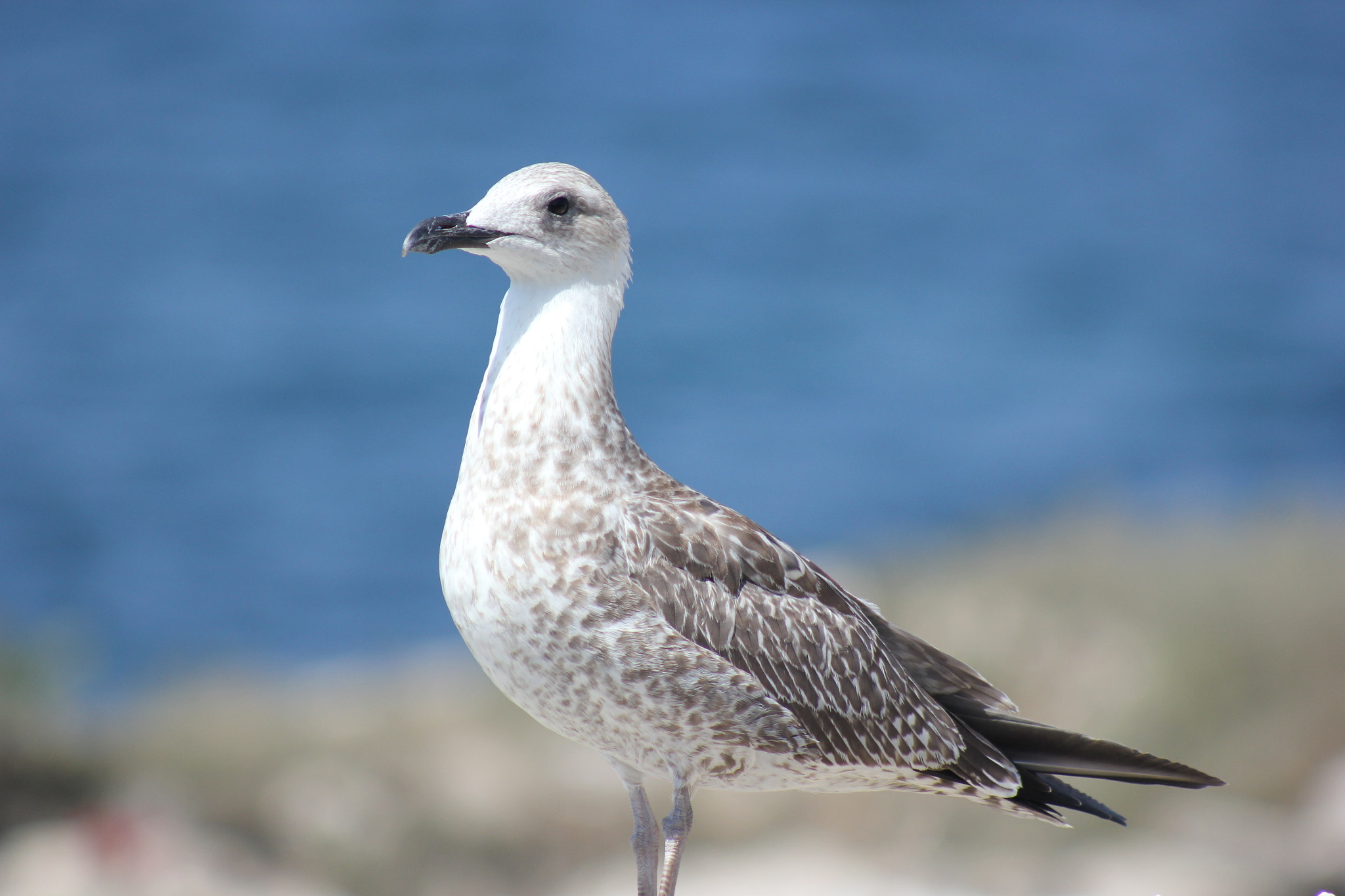 Canon EF 75-300mm f/4-5.6 sample photo. Seagull photography