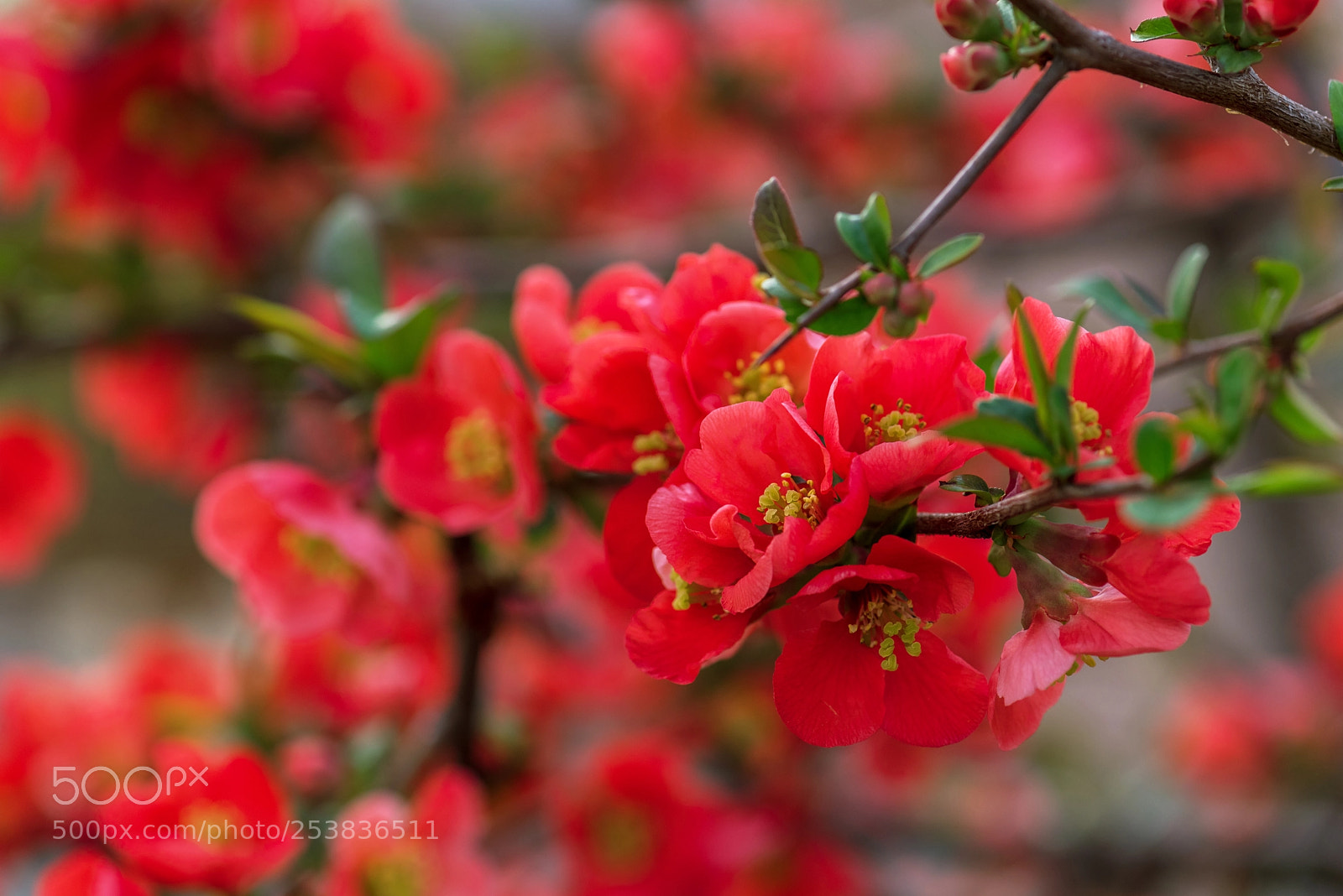 Nikon D750 sample photo. Springtime. beautiful blossom tree. photography
