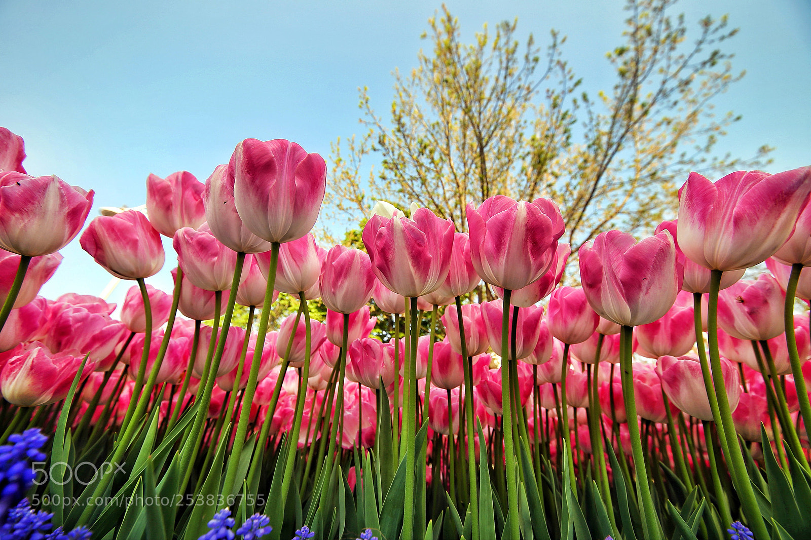 Canon EOS-1D X sample photo. Tulips photography