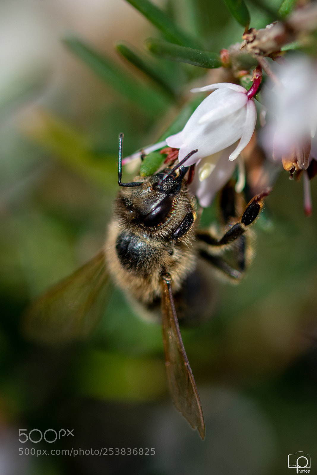 Nikon D3400 sample photo. Lp photography