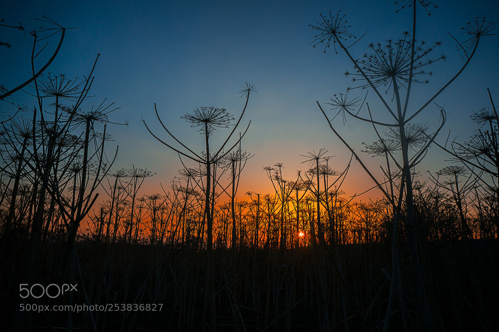 Sony Alpha NEX-6 sample photo. *** photography