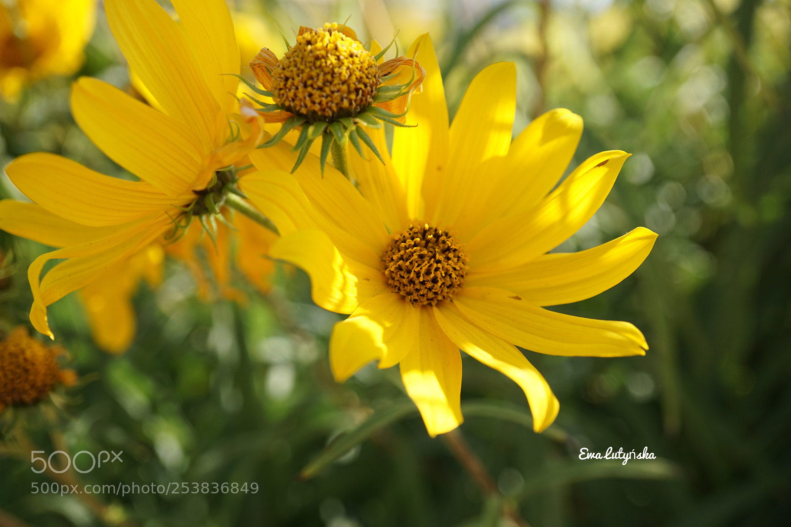 Sony a6000 sample photo. Asteraceae or compositae  photography