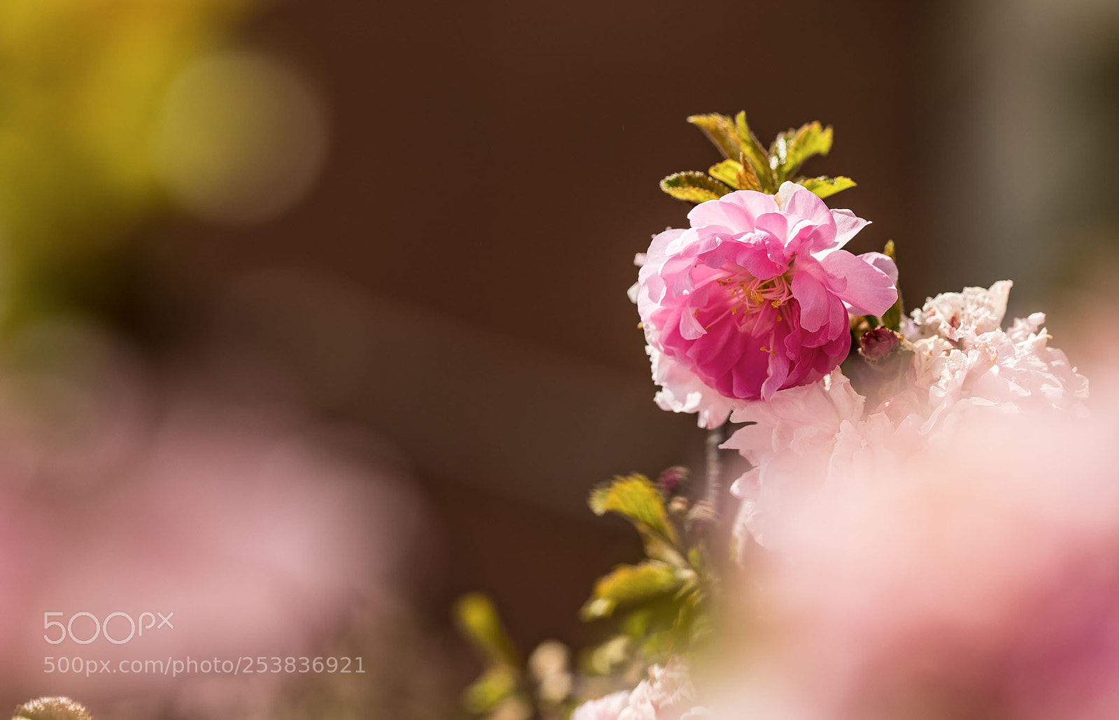 Canon EOS 5D Mark IV sample photo. Untitled photography