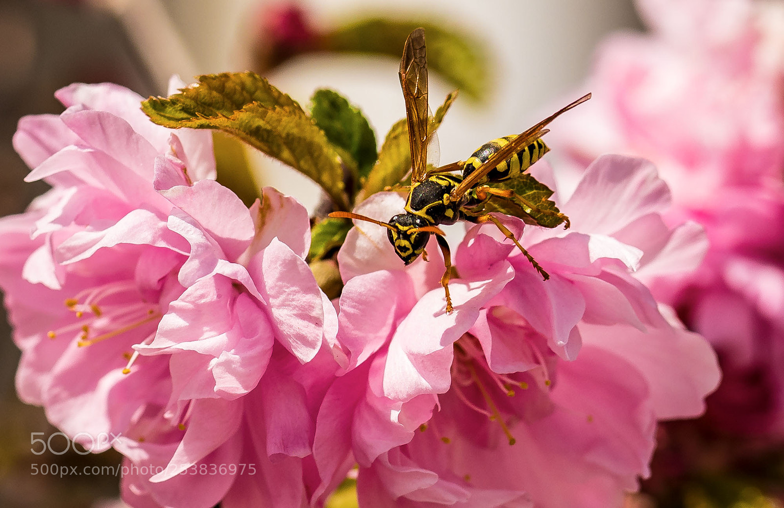 Canon EOS 5D Mark IV sample photo. Untitled photography