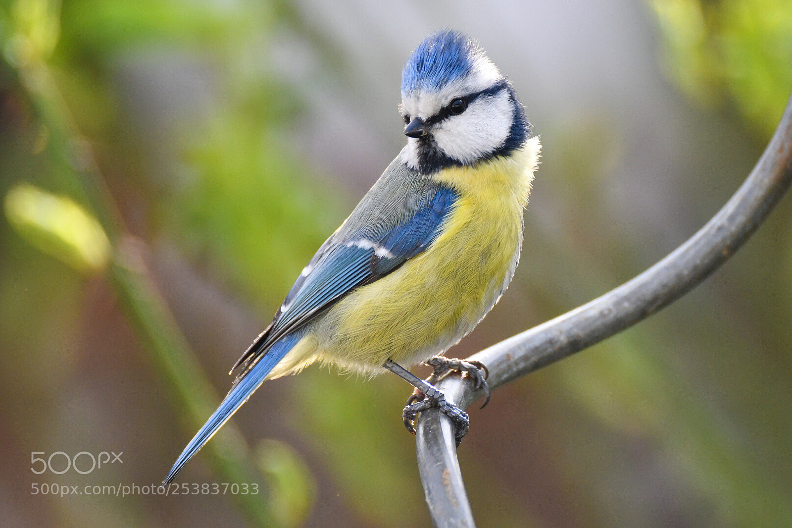 Nikon D500 sample photo. Blue tit photography