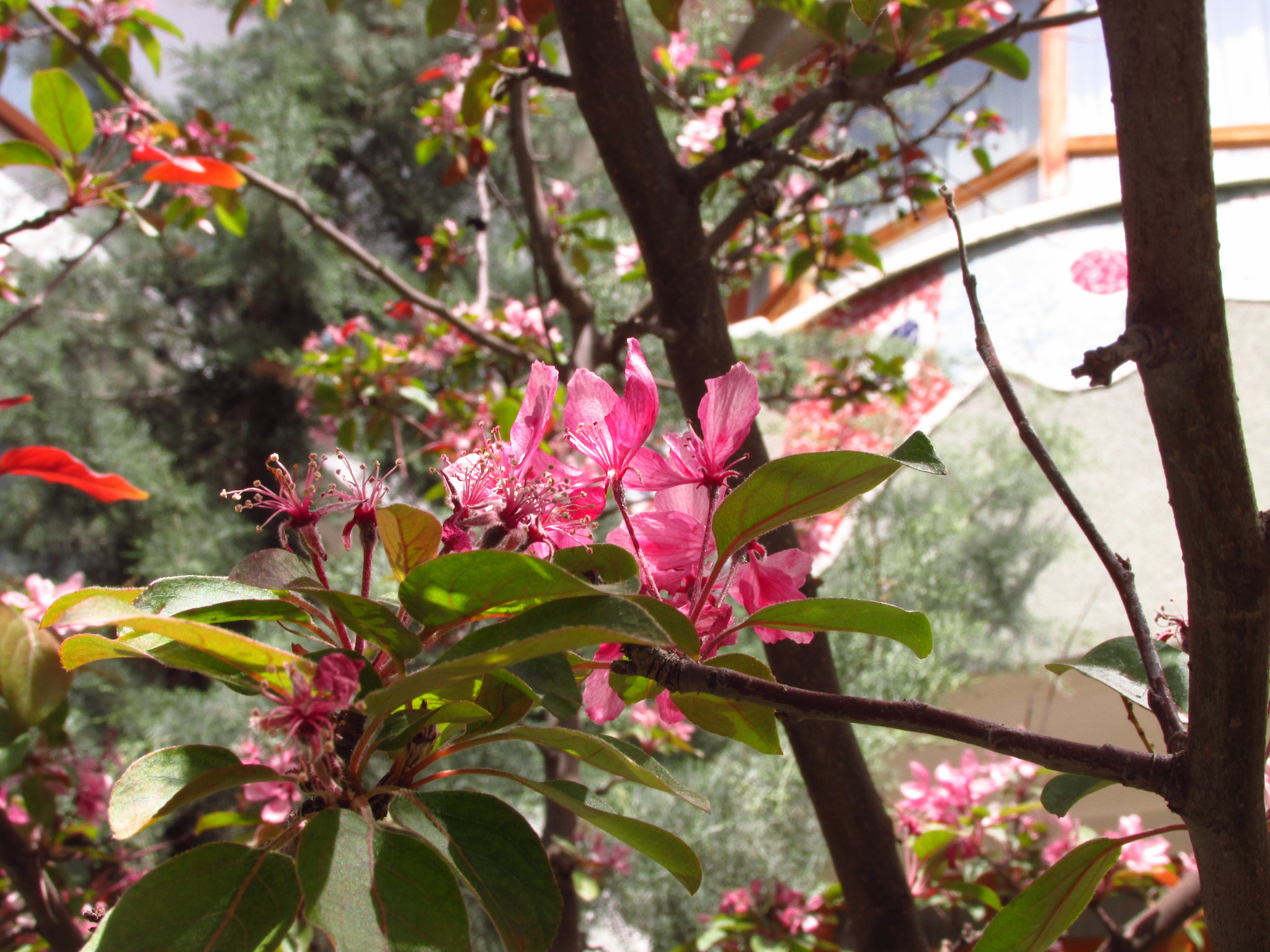 Canon PowerShot SX160 IS sample photo. Tree with flowers photography