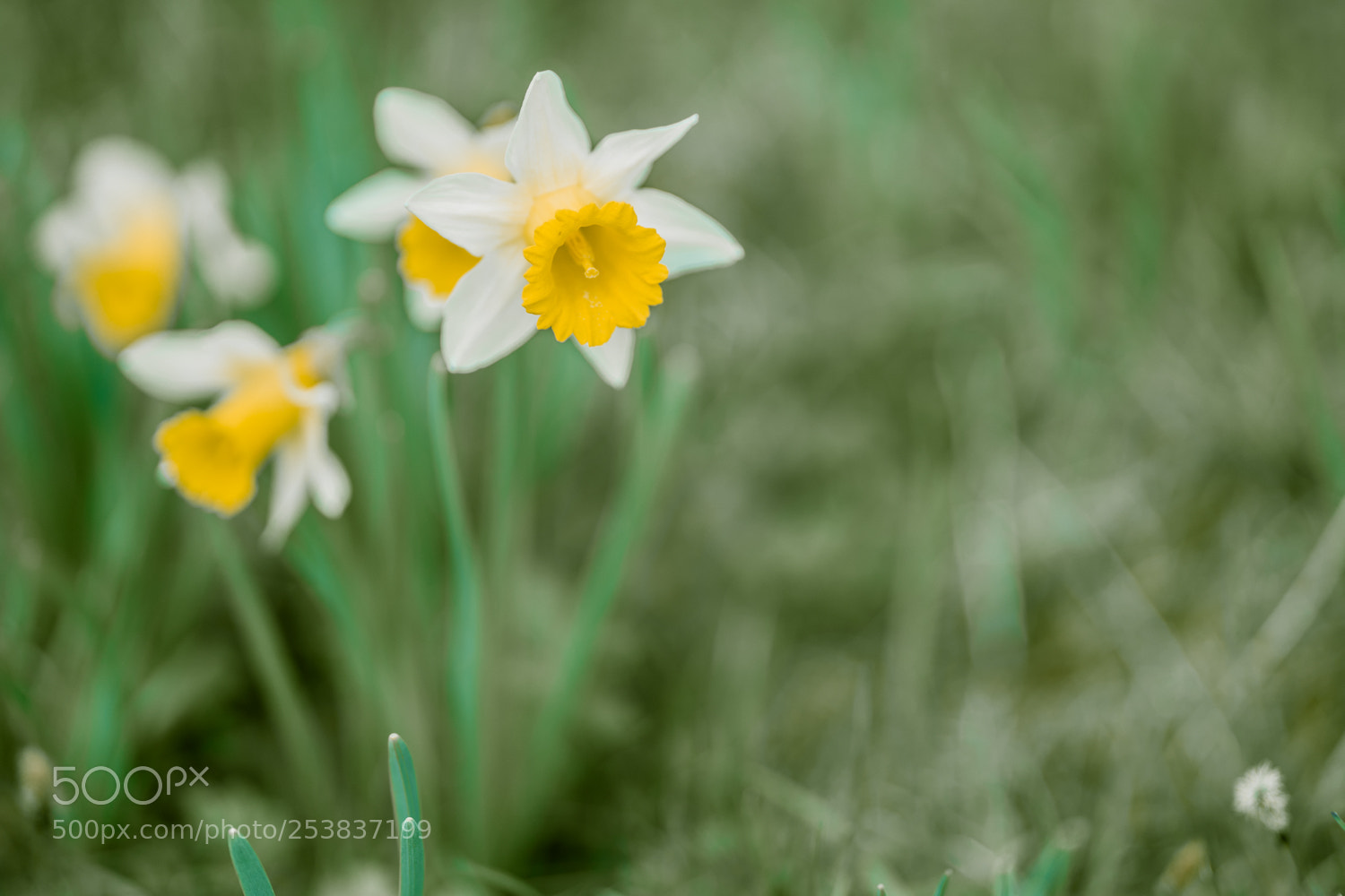 Sony a7 II sample photo. Osterglocken photography