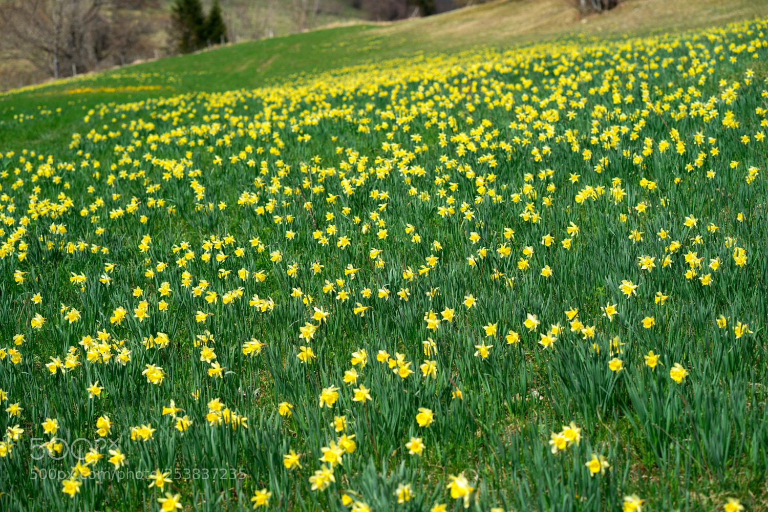 Sony a7 II sample photo. Osterglockenfeld photography