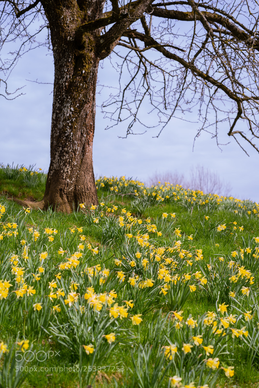 Sony a7 II sample photo. Baum mit osterglocken photography
