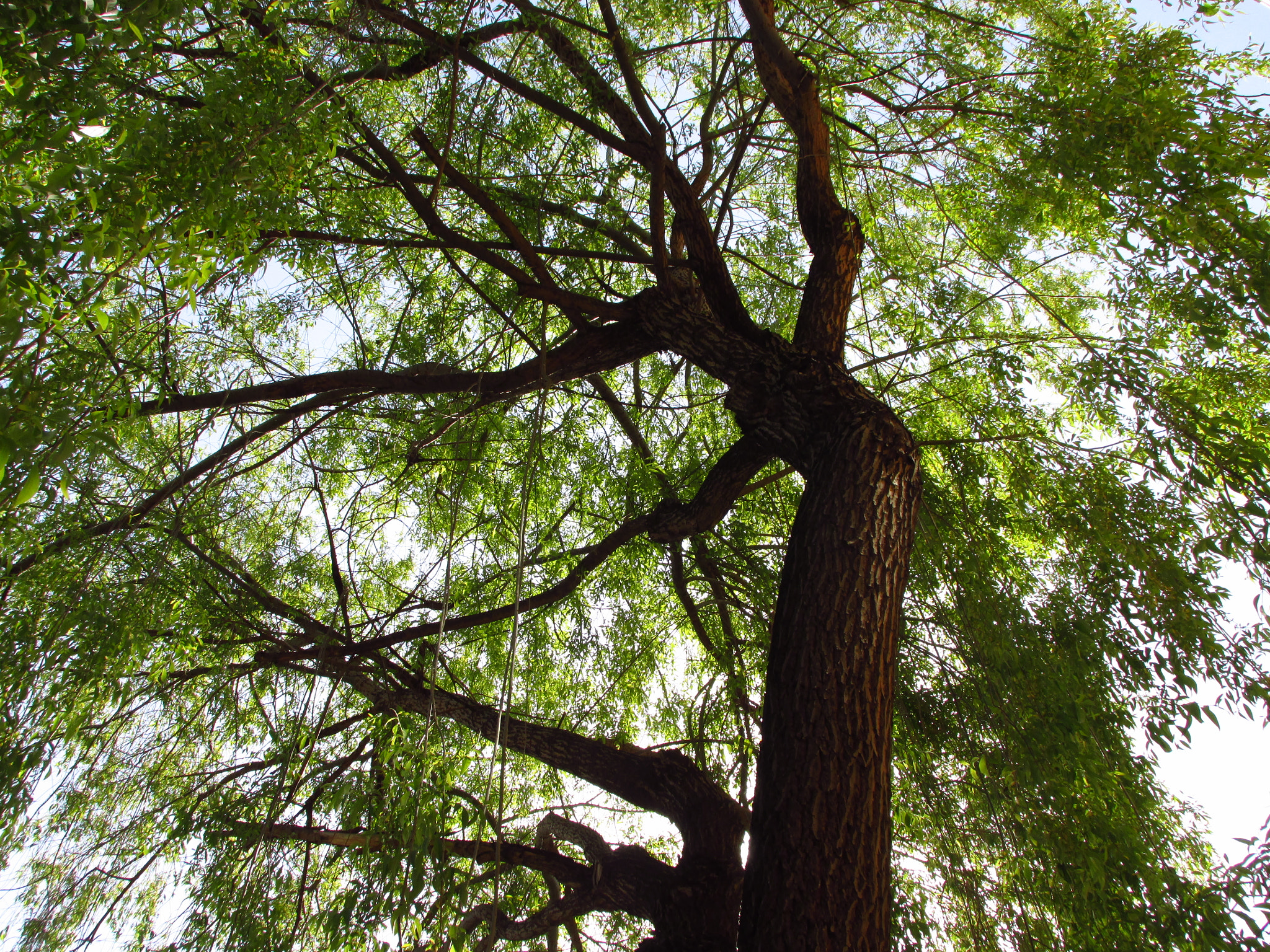 Canon PowerShot SX160 IS sample photo. Tree photography