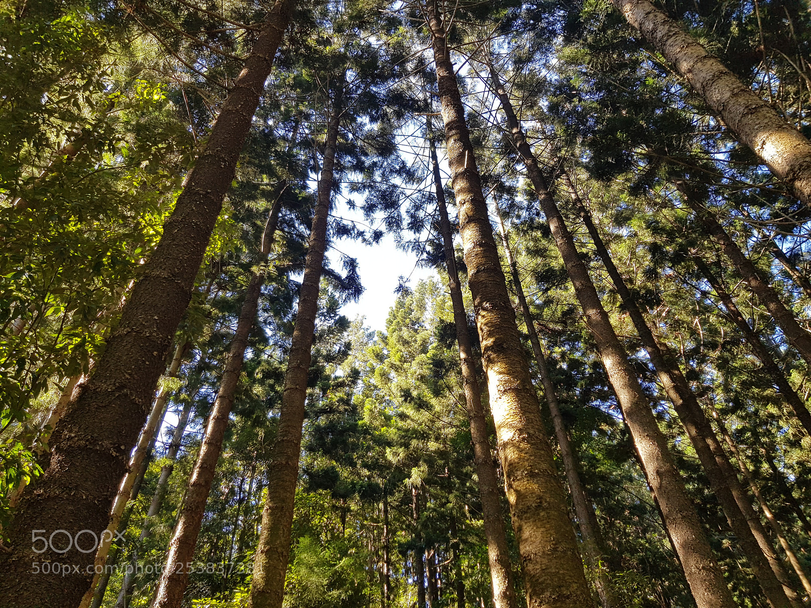 Samsung Galaxy S8 sample photo. Giants photography