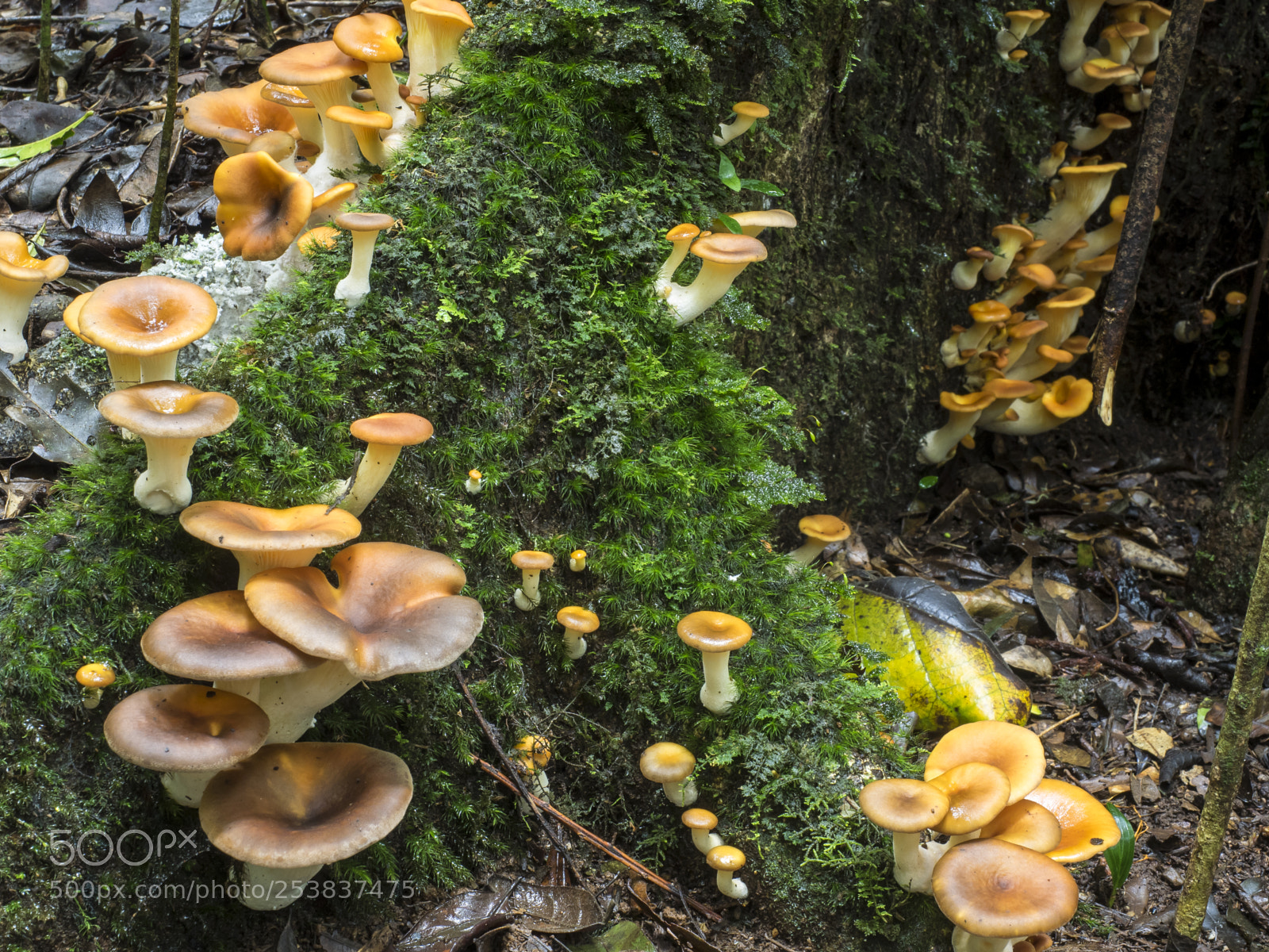 Olympus OM-D E-M1 sample photo. Mushroom magic photography