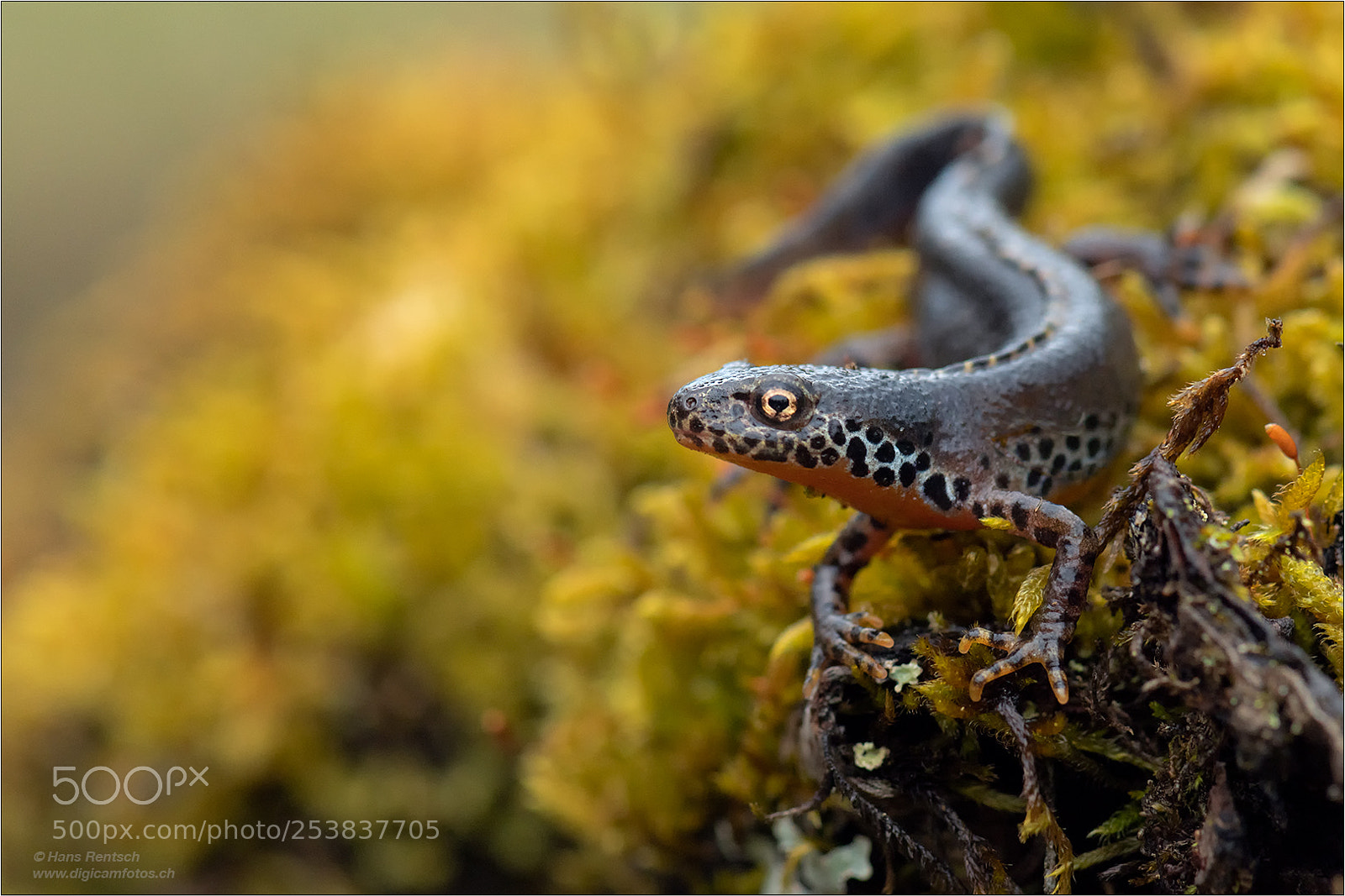 Nikon D850 sample photo. Alpine newt photography