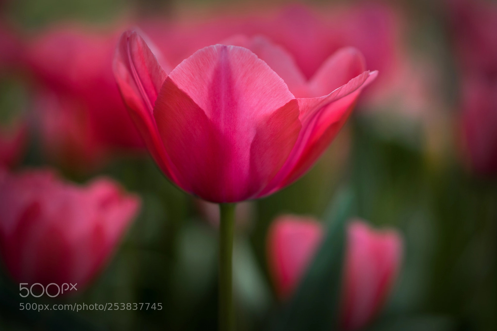 Nikon D5300 sample photo. Lady in pink photography