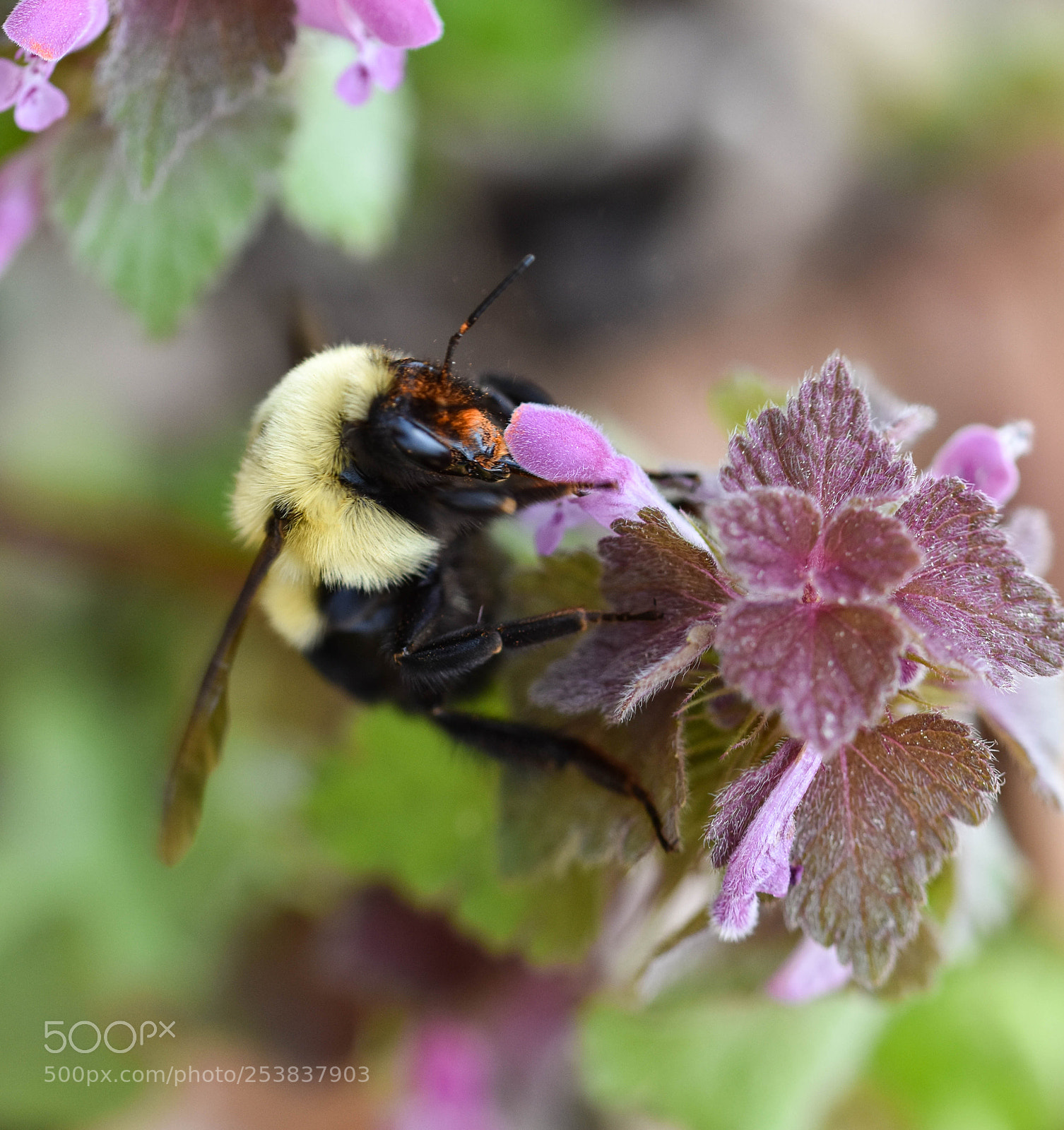 Nikon D3400 sample photo. Bumble bee photography