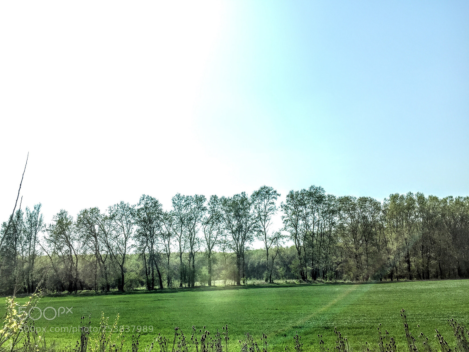 Apple iPhone 6 sample photo. Untitled photography