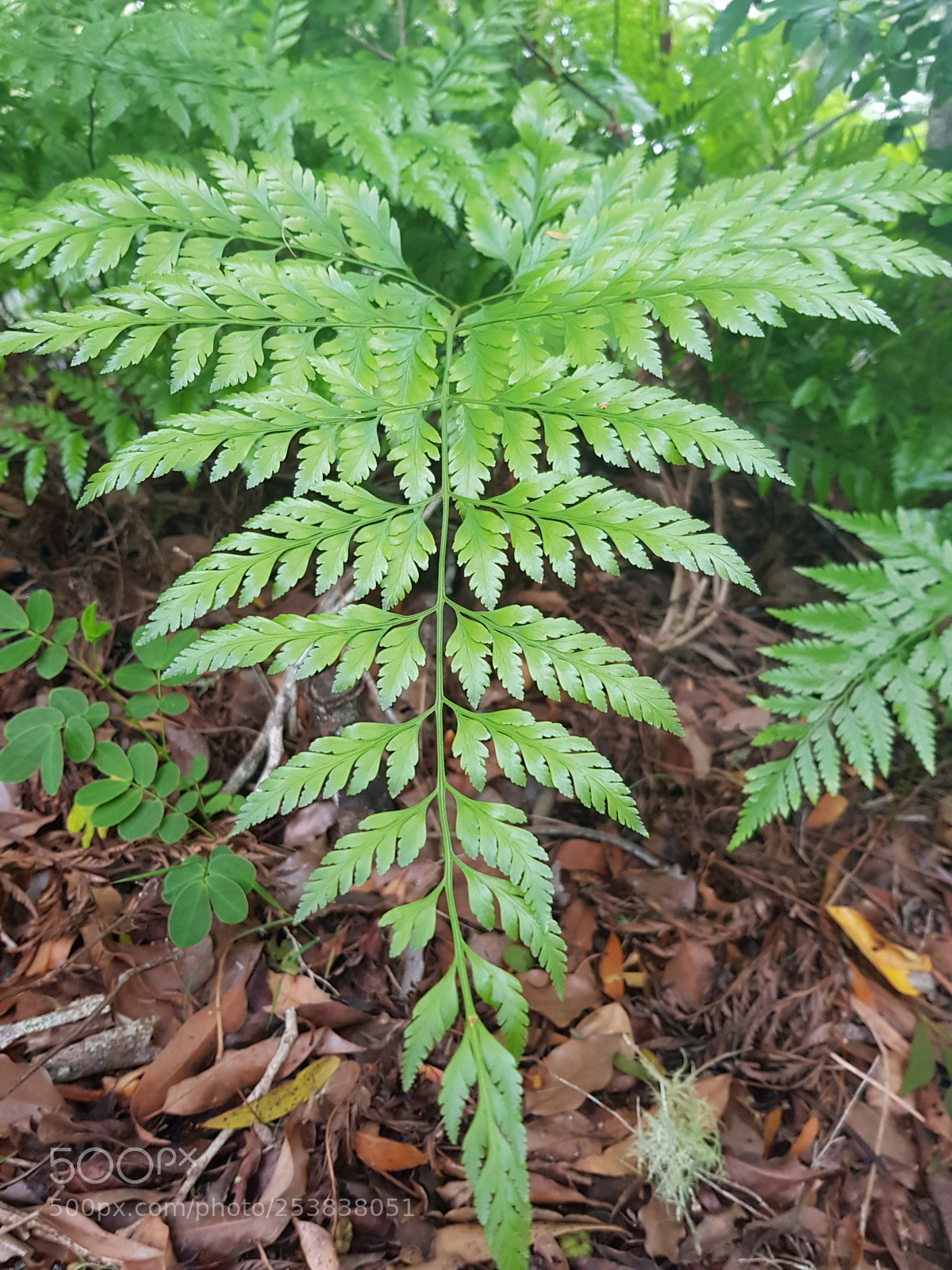 Samsung Galaxy S8 sample photo. Fern photography