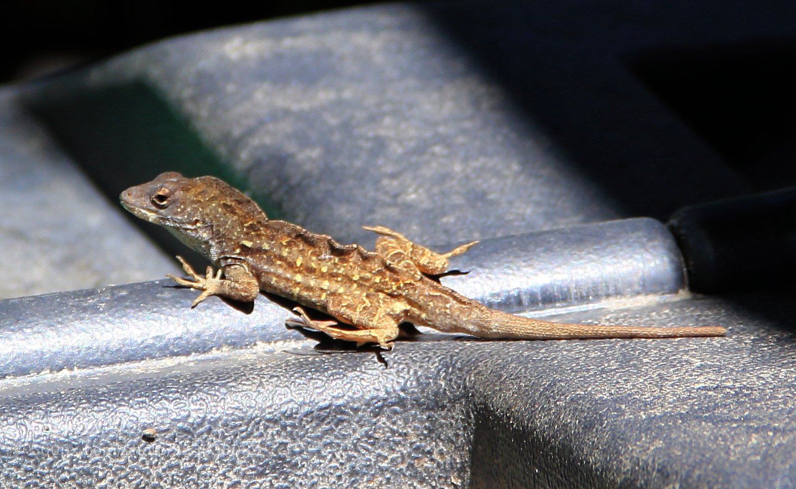 Canon EF-S 18-135mm F3.5-5.6 IS sample photo. Brown anole photography