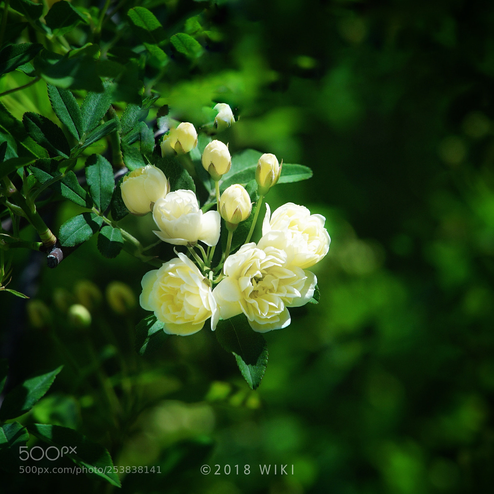 Sony a5100 sample photo. First rose for coming photography