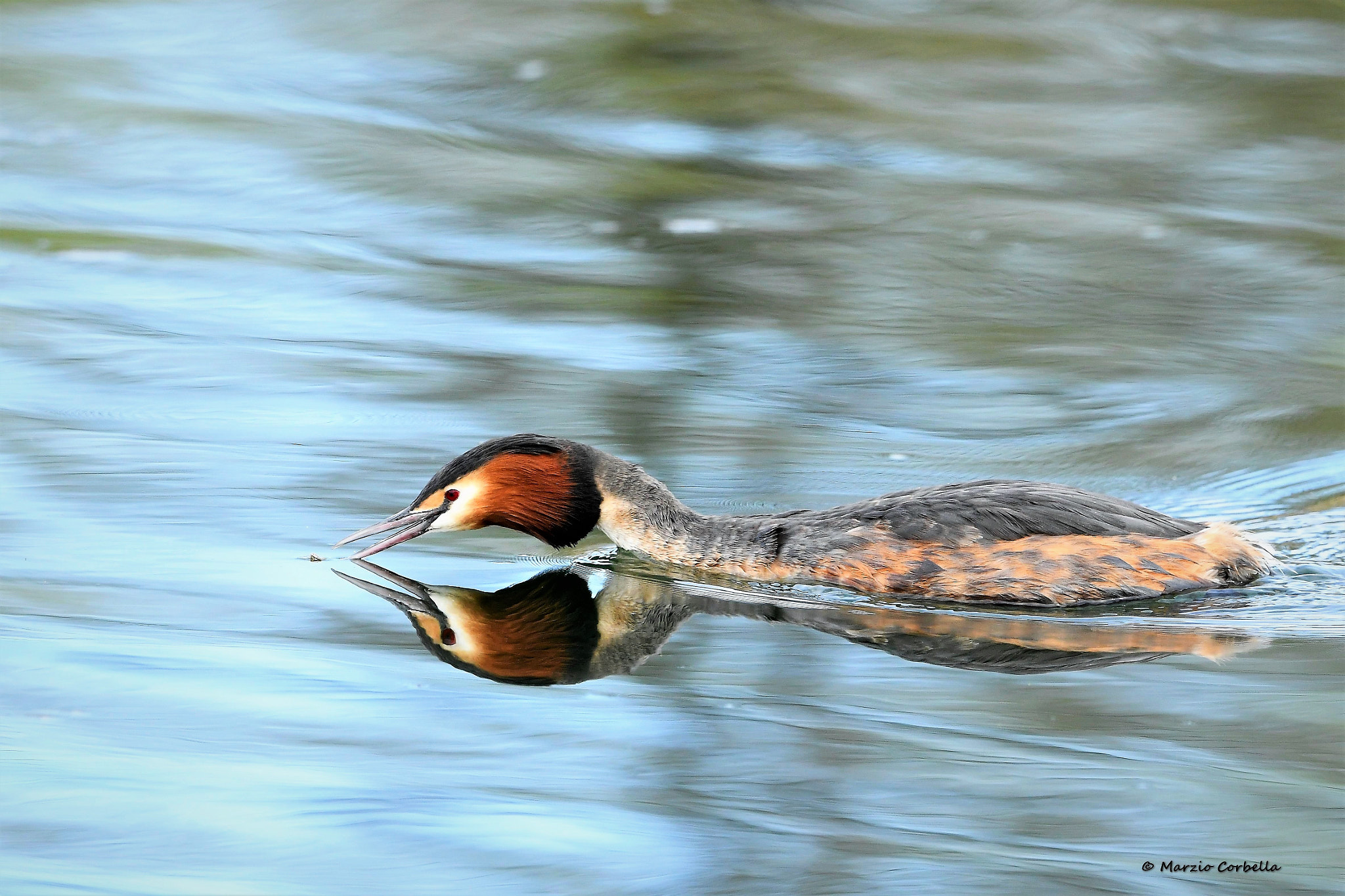 Nikon AF-S Nikkor 500mm F4E FL ED VR sample photo. The grebe, immersed in his thoughts, reflects photography