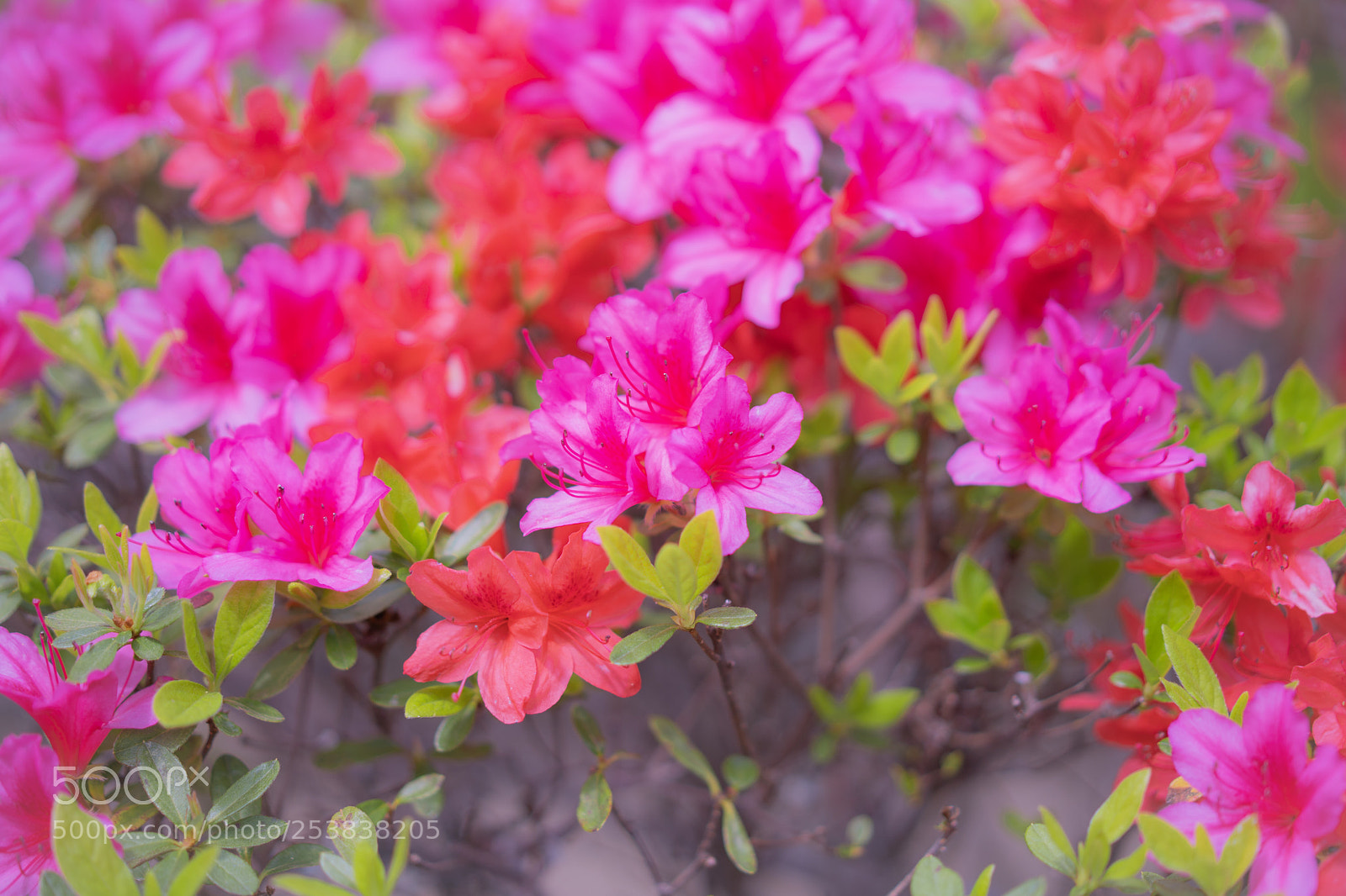 Sony a7 III sample photo. The pink and red photography