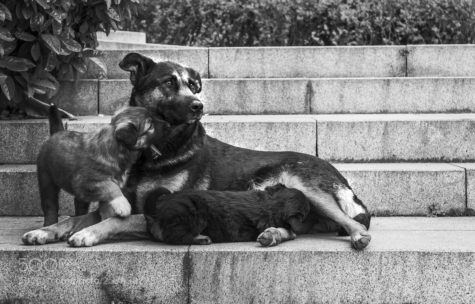 Canon EOS 550D (EOS Rebel T2i / EOS Kiss X4) sample photo. City dogs photography