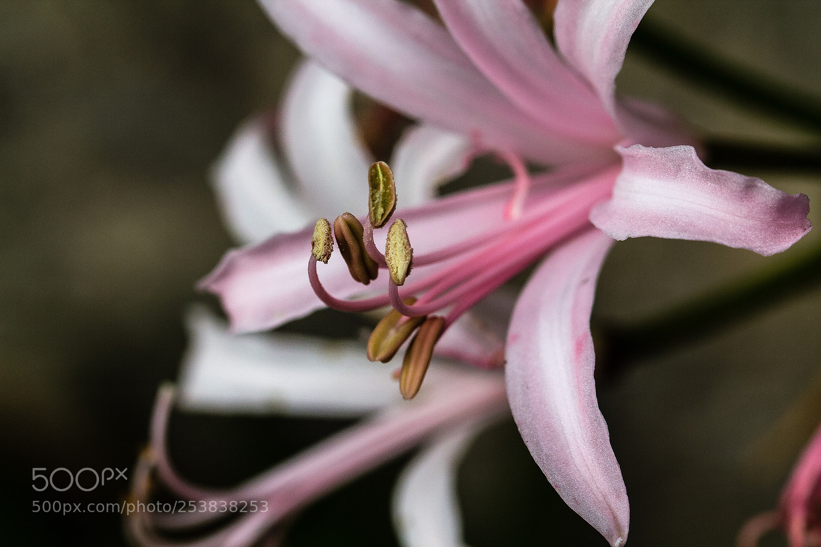 Canon EOS 60D sample photo. Nerine 'new dawn' photography