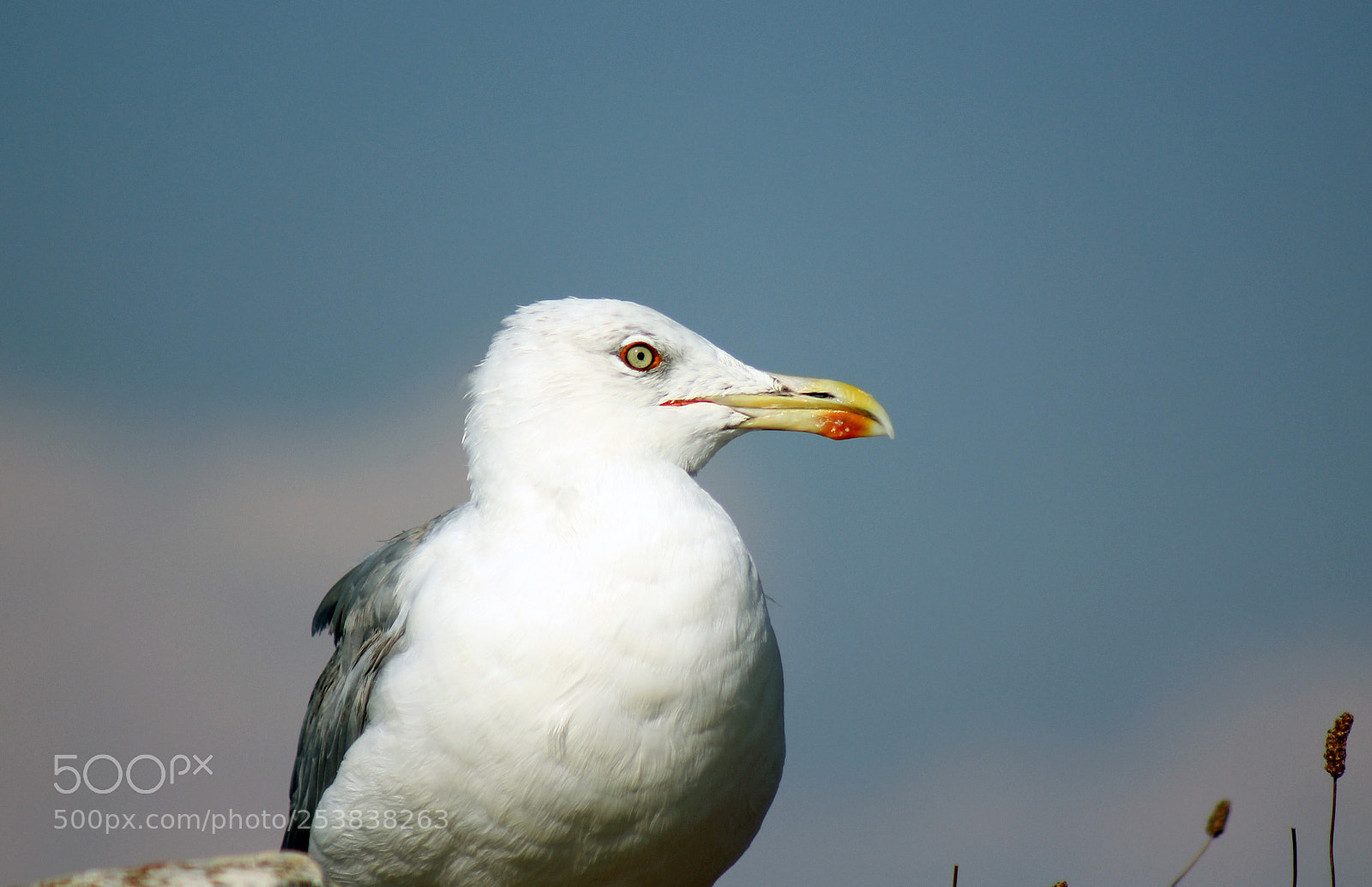 Canon EOS 550D (EOS Rebel T2i / EOS Kiss X4) sample photo. Seagull photography