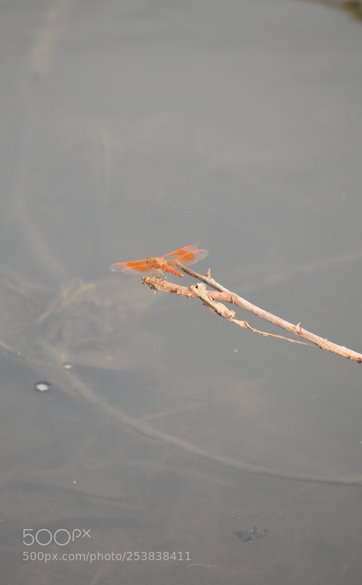 Nikon D3400 sample photo. Dragonfly photography