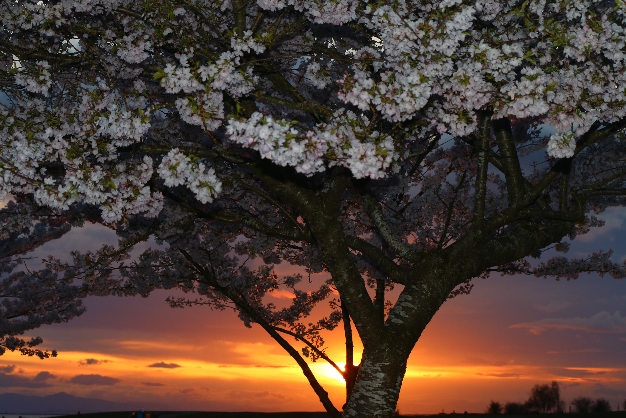 Canon EF-S 55-250mm F4-5.6 IS II sample photo. Cherry blossoms photography