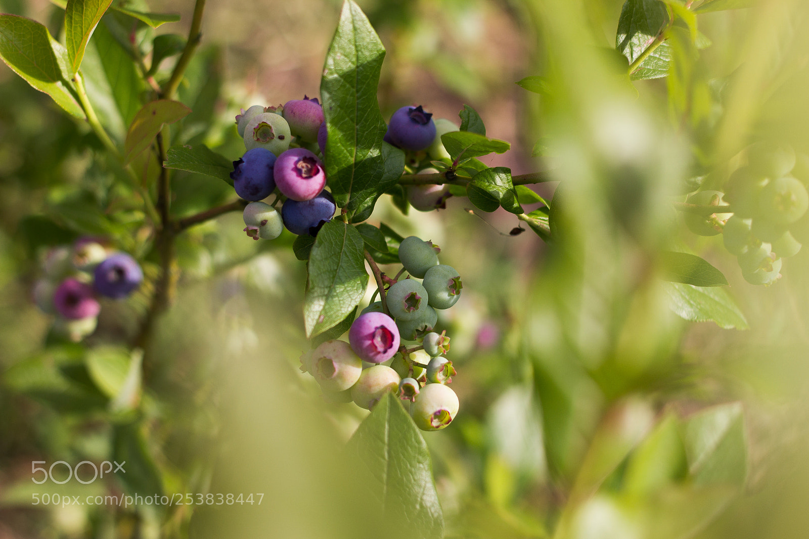 Canon EOS 600D (Rebel EOS T3i / EOS Kiss X5) sample photo. Blueberries photography
