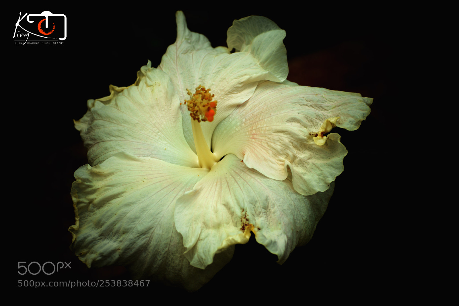 Nikon D3400 sample photo. Flower photography