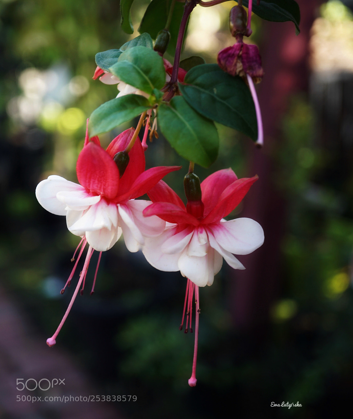 Sony a6000 sample photo. Fuchsia twin  photography