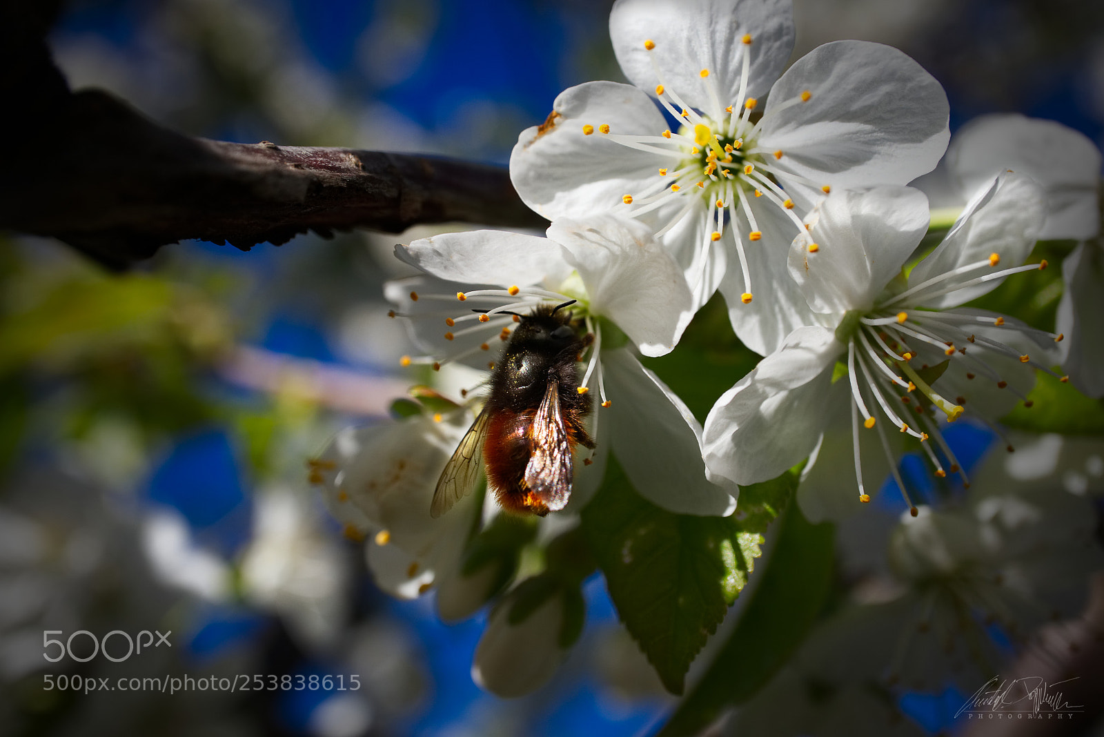 Canon EOS M6 sample photo. Kirschenblüten mit wildbiene photography