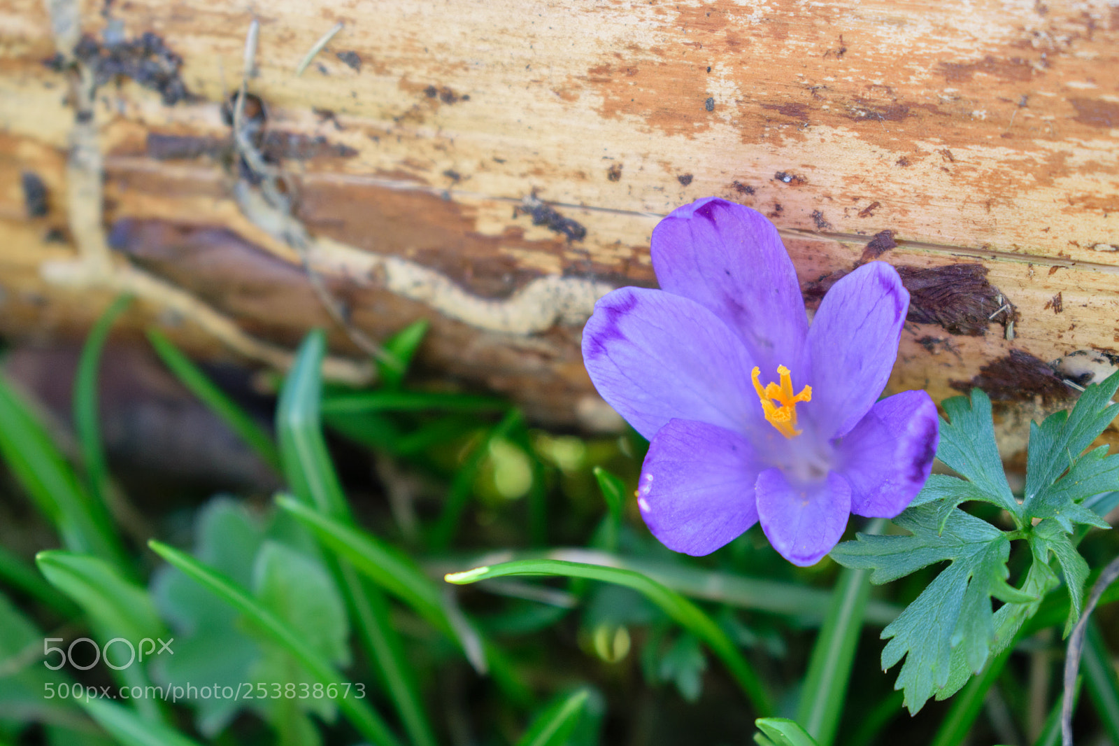 Nikon D5300 sample photo. Crocus photography
