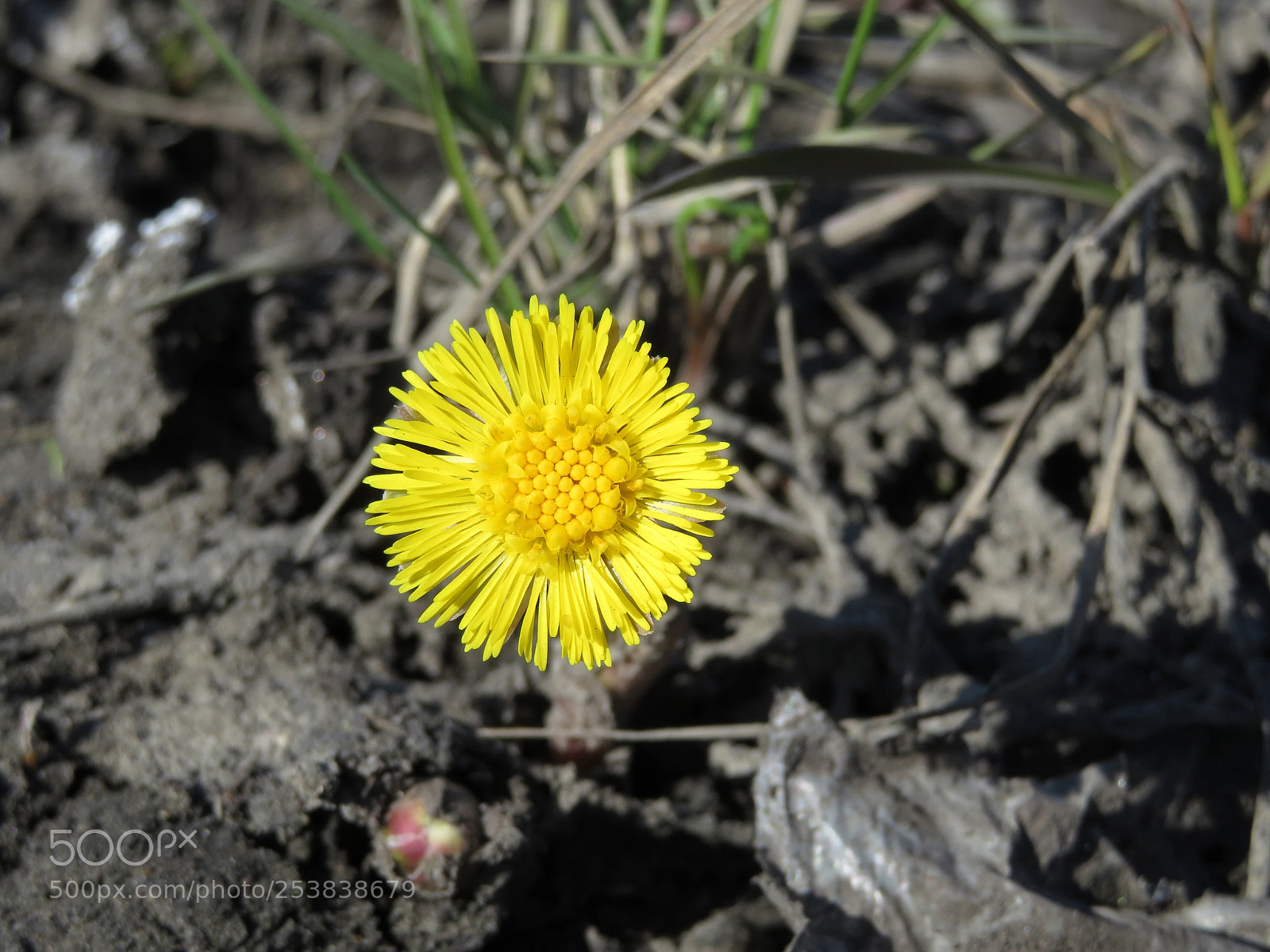 Canon PowerShot SX720 HS sample photo. Spring little sun photography