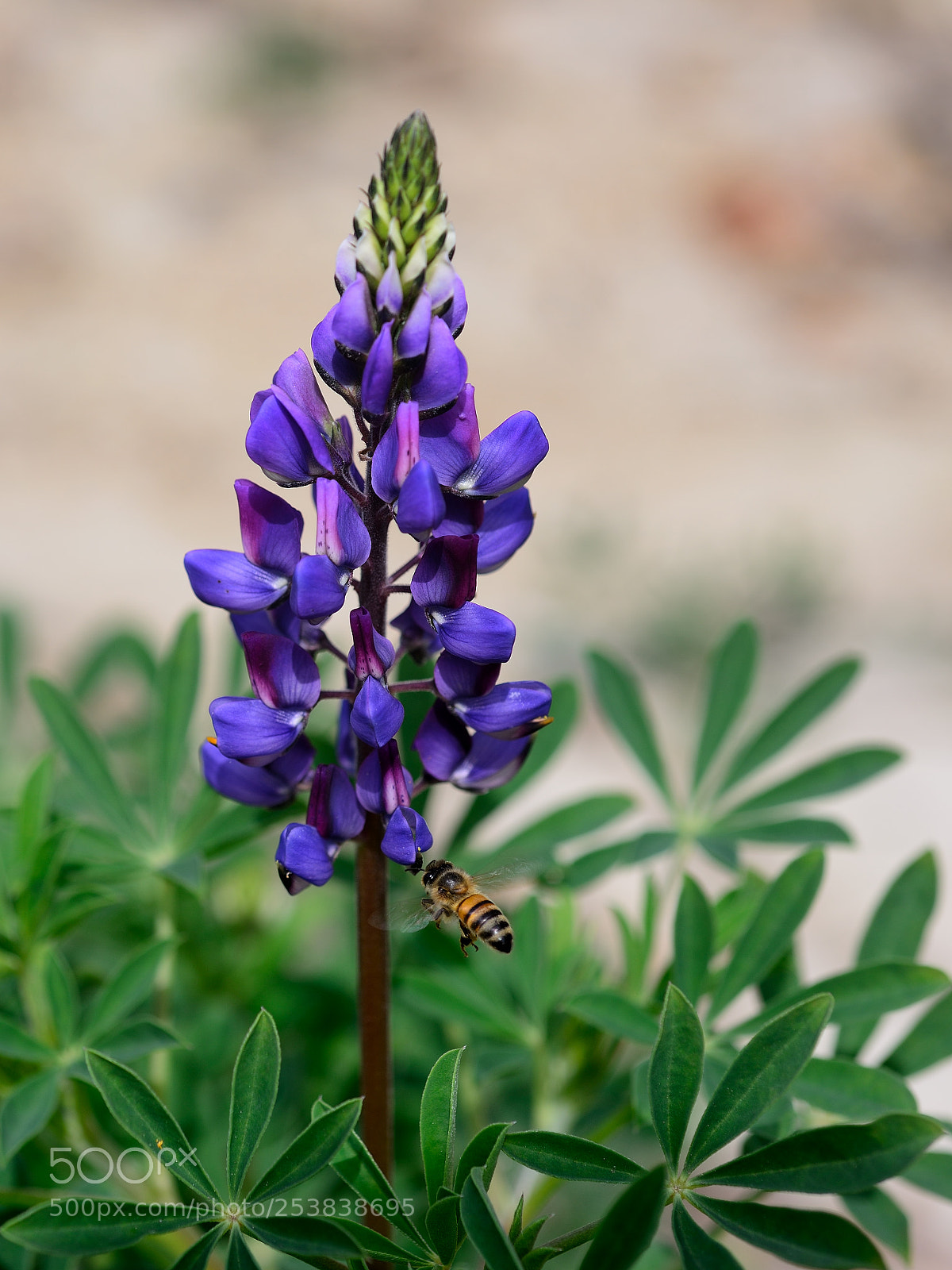 Nikon D800 sample photo. Bee and flower photography