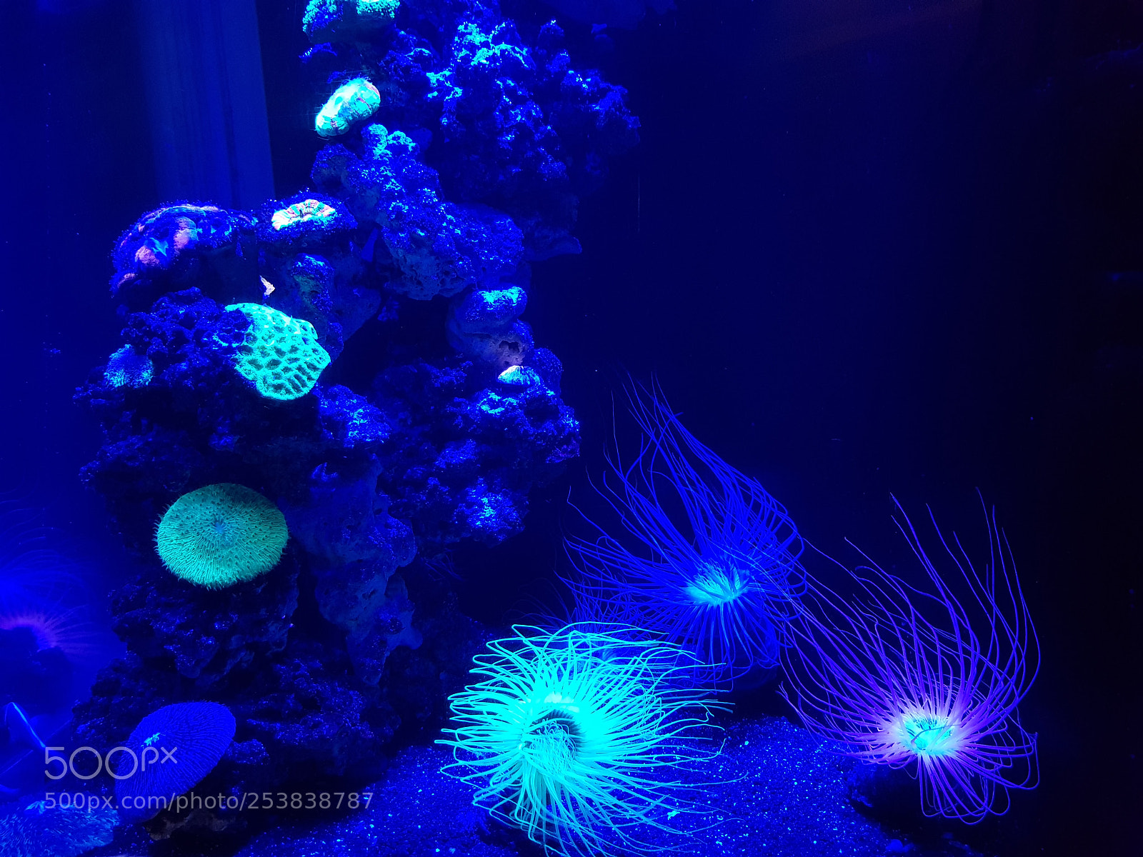 Samsung Galaxy S8 sample photo. Glow and grow photography