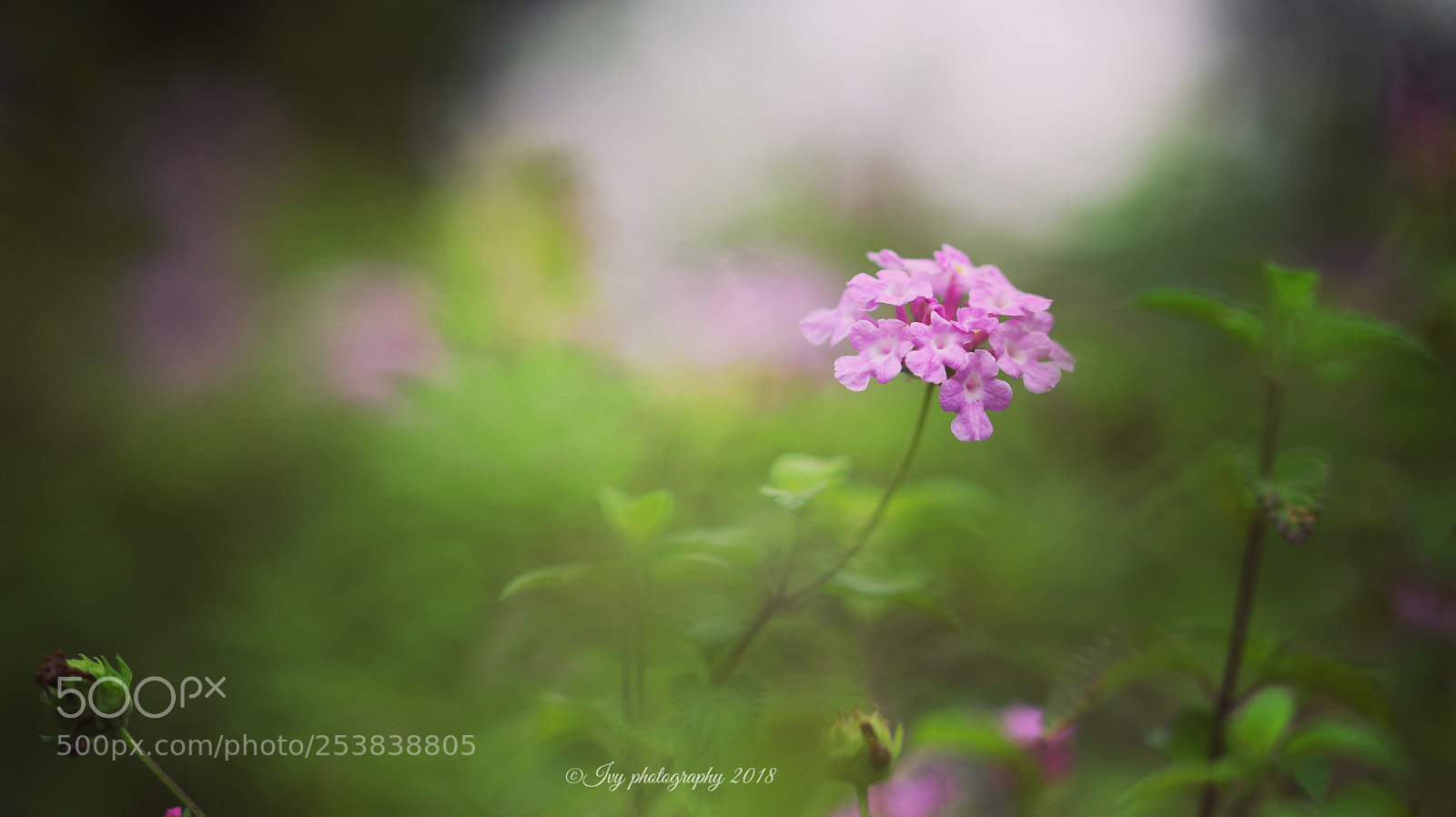 Canon EOS 5D Mark IV sample photo. Untitled photography