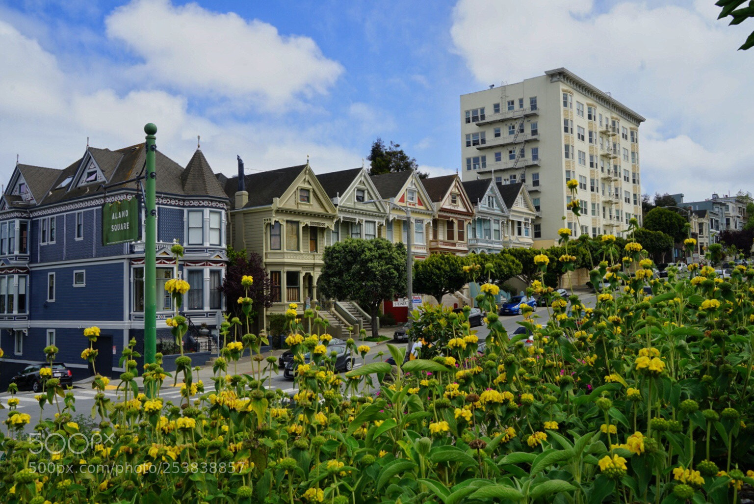 Sony a7 II sample photo. Painted ladies  photography