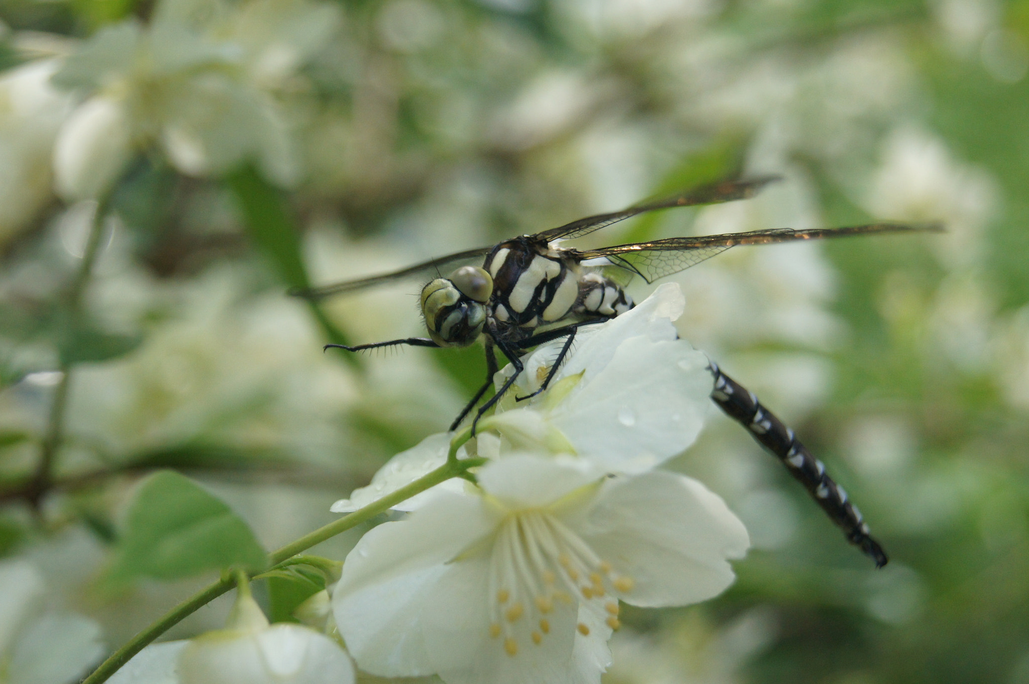 Sony Alpha DSLR-A580 sample photo. Hello monday! photography