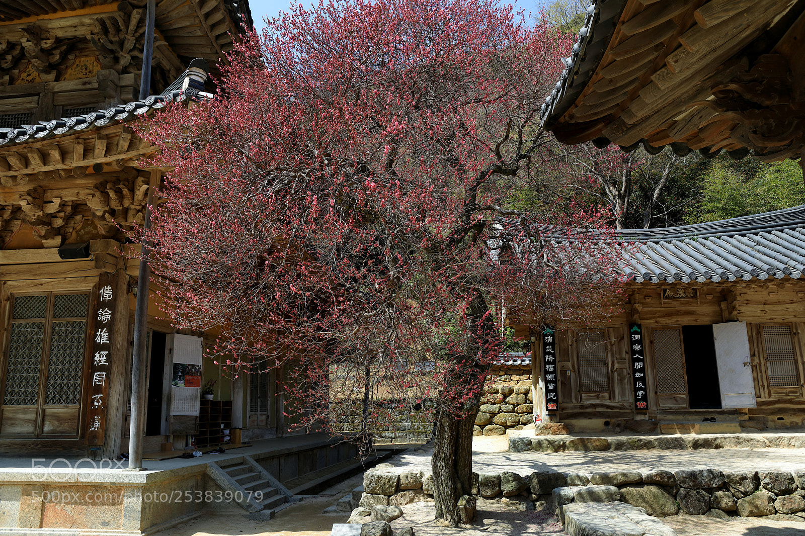 Canon EOS 5D Mark IV sample photo. Apricot photography