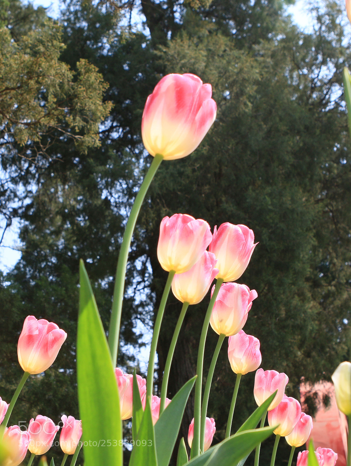 Canon EOS 70D sample photo. Tulip photography