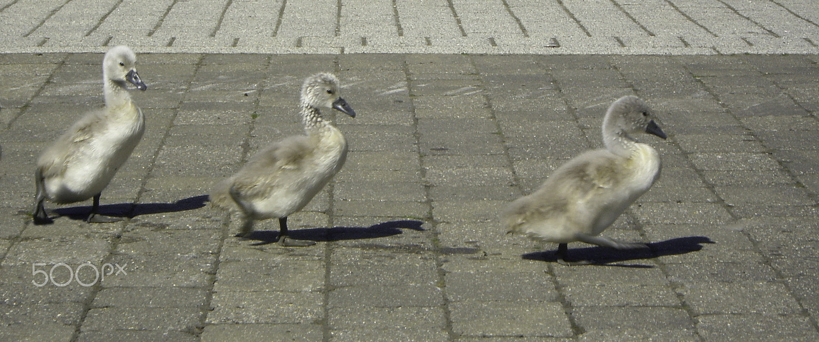 Pentax OPTIO S7 sample photo. Cygneture line photography