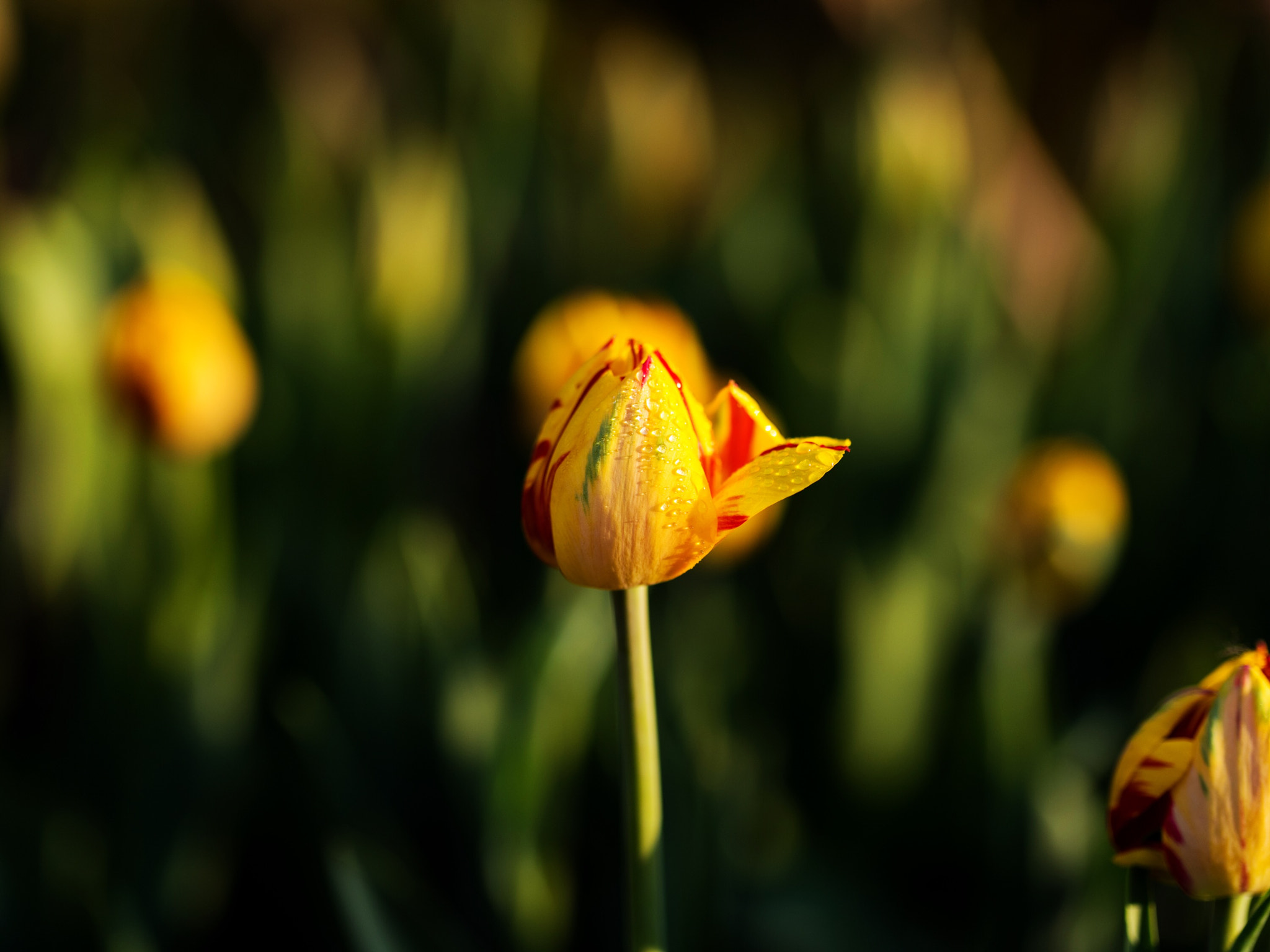 Pentax 645Z sample photo